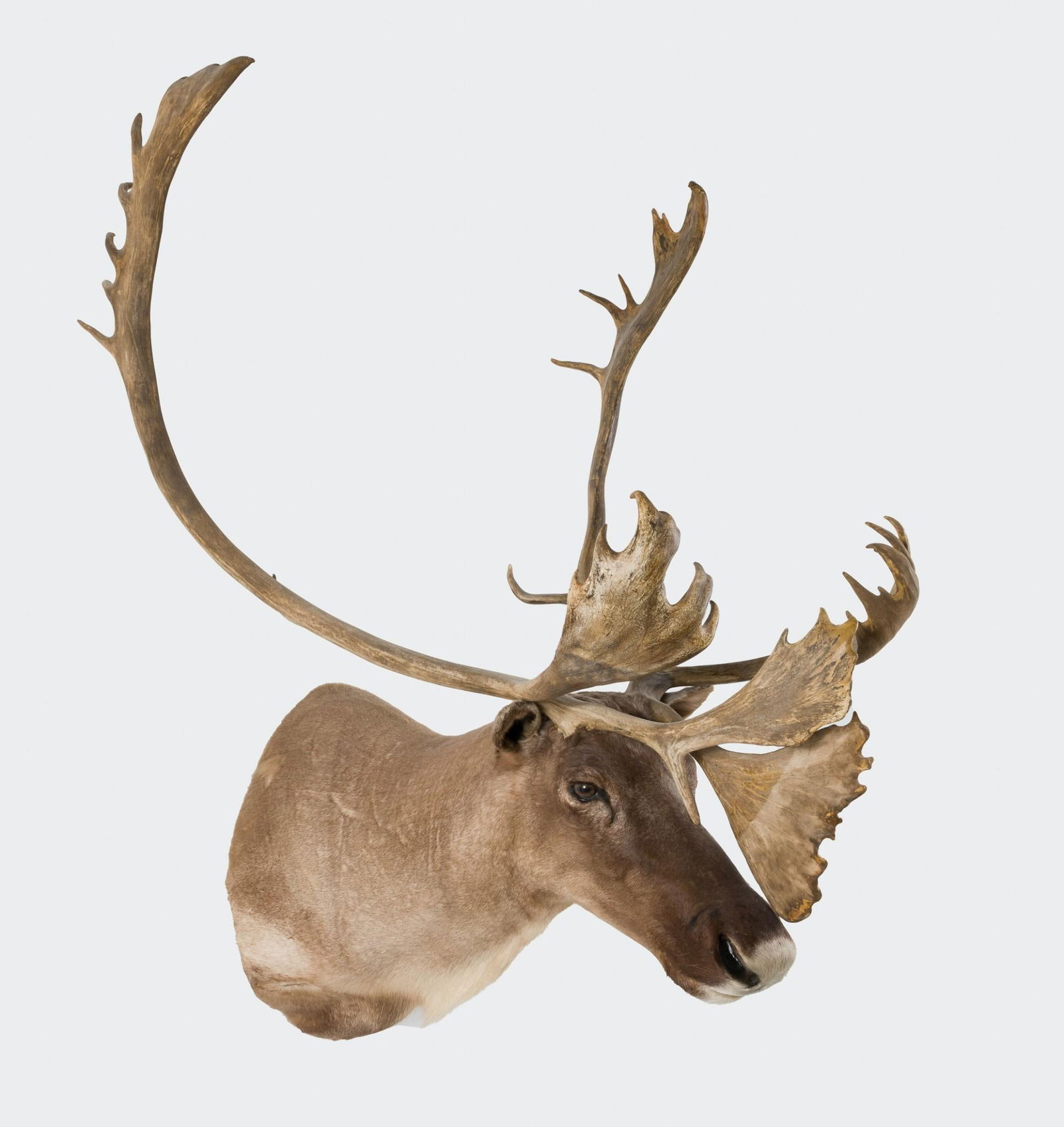 Caribou Shoulder Mount (1 of 5)