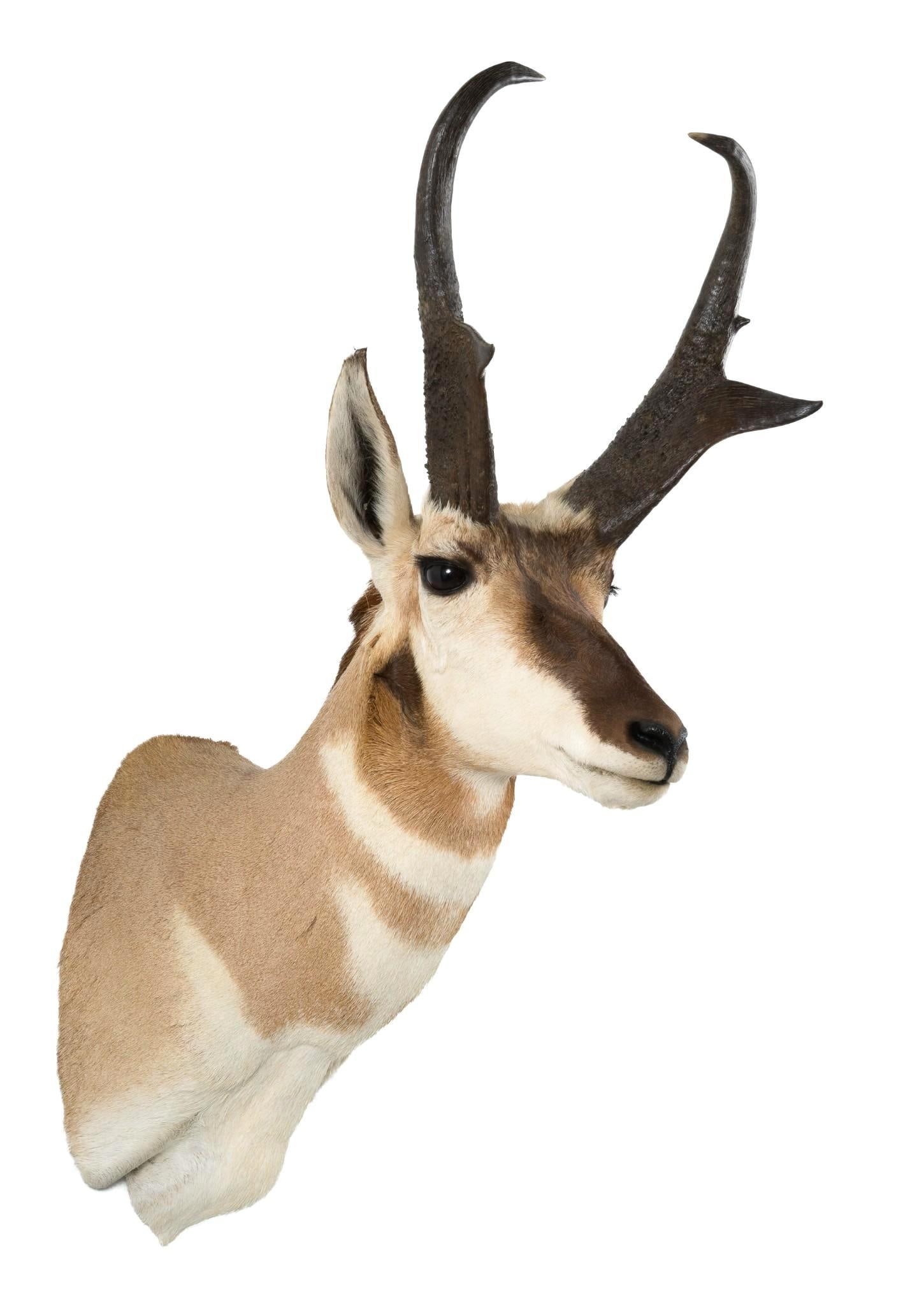 Pronghorn Shoulder Mount (1 of 5)