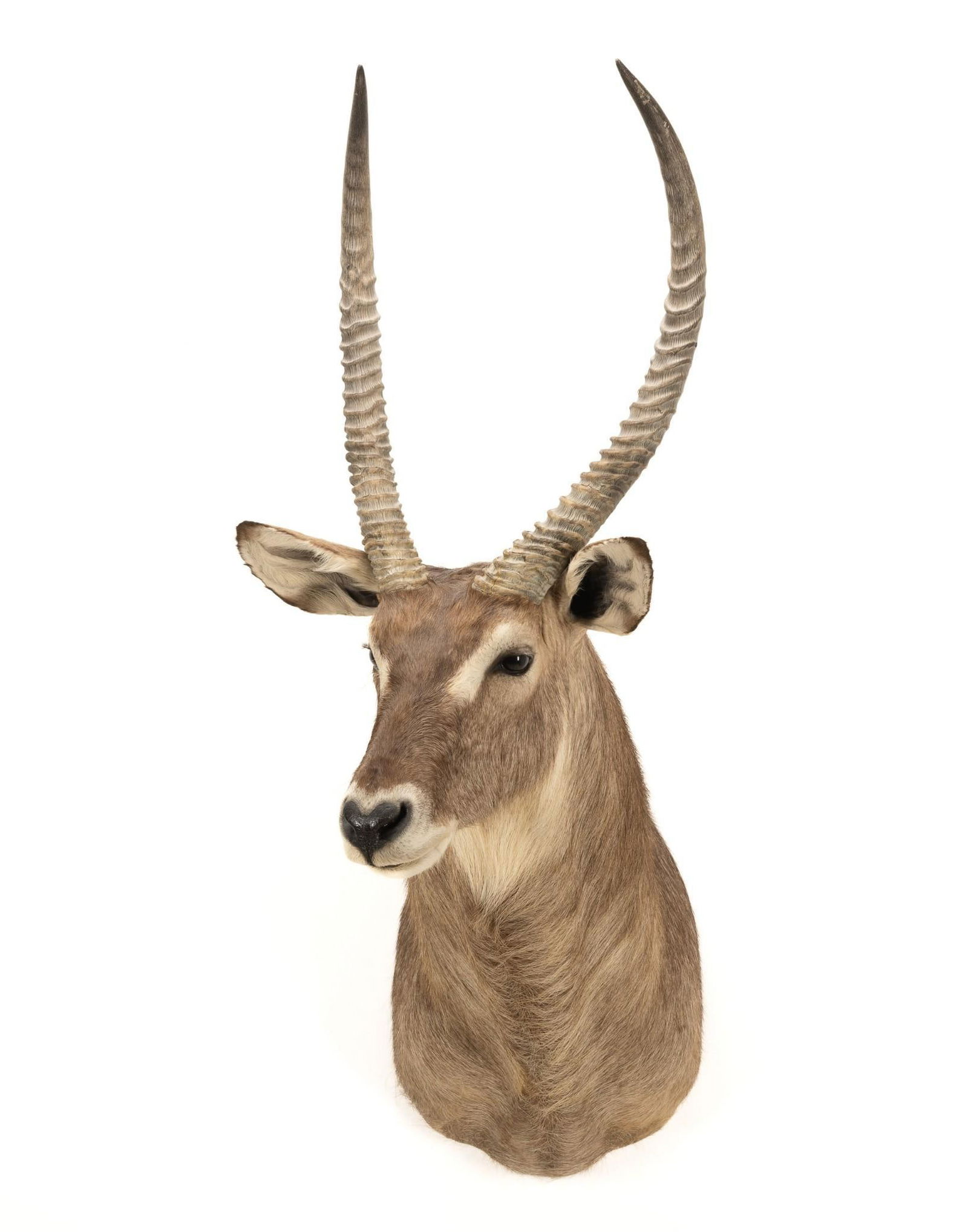 Waterbuck Shoulder Mount (1 of 5)