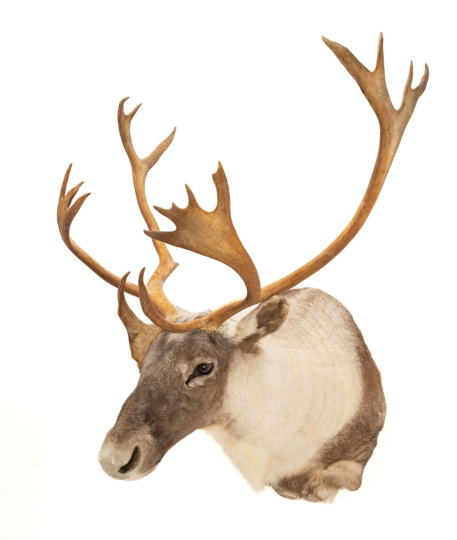 Caribou Shoulder Mount (1 of 5)