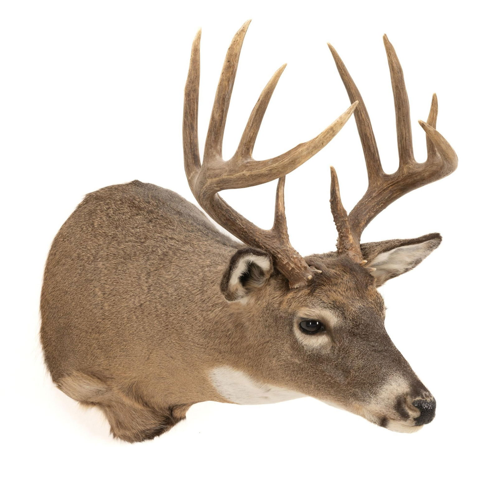 10 Point Whitetail Deer Shoulder Mount (1 of 5)