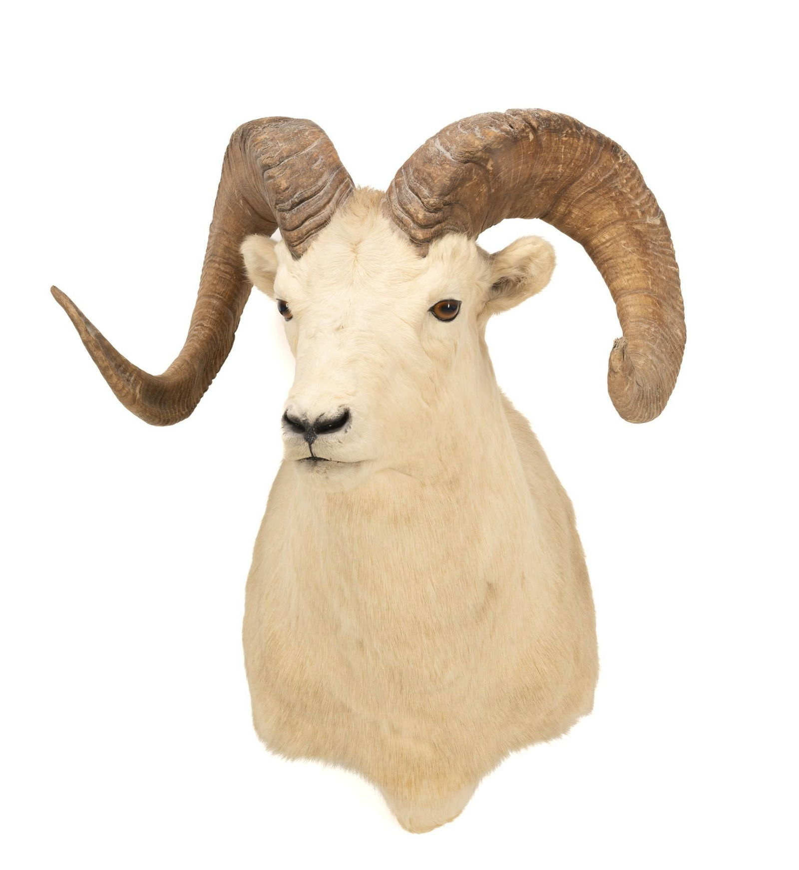 Dall Sheep Shoulder Mount (1 of 6)