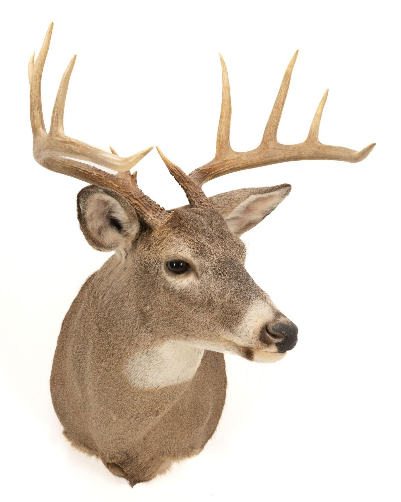 10 Point Whitetail Deer Shoulder Mount (1 of 5)