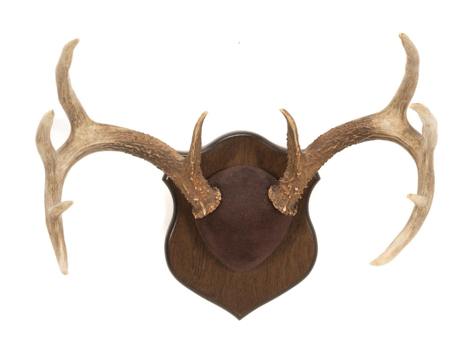 10 Point Whitetail Deer Antler Mount (1 of 4)