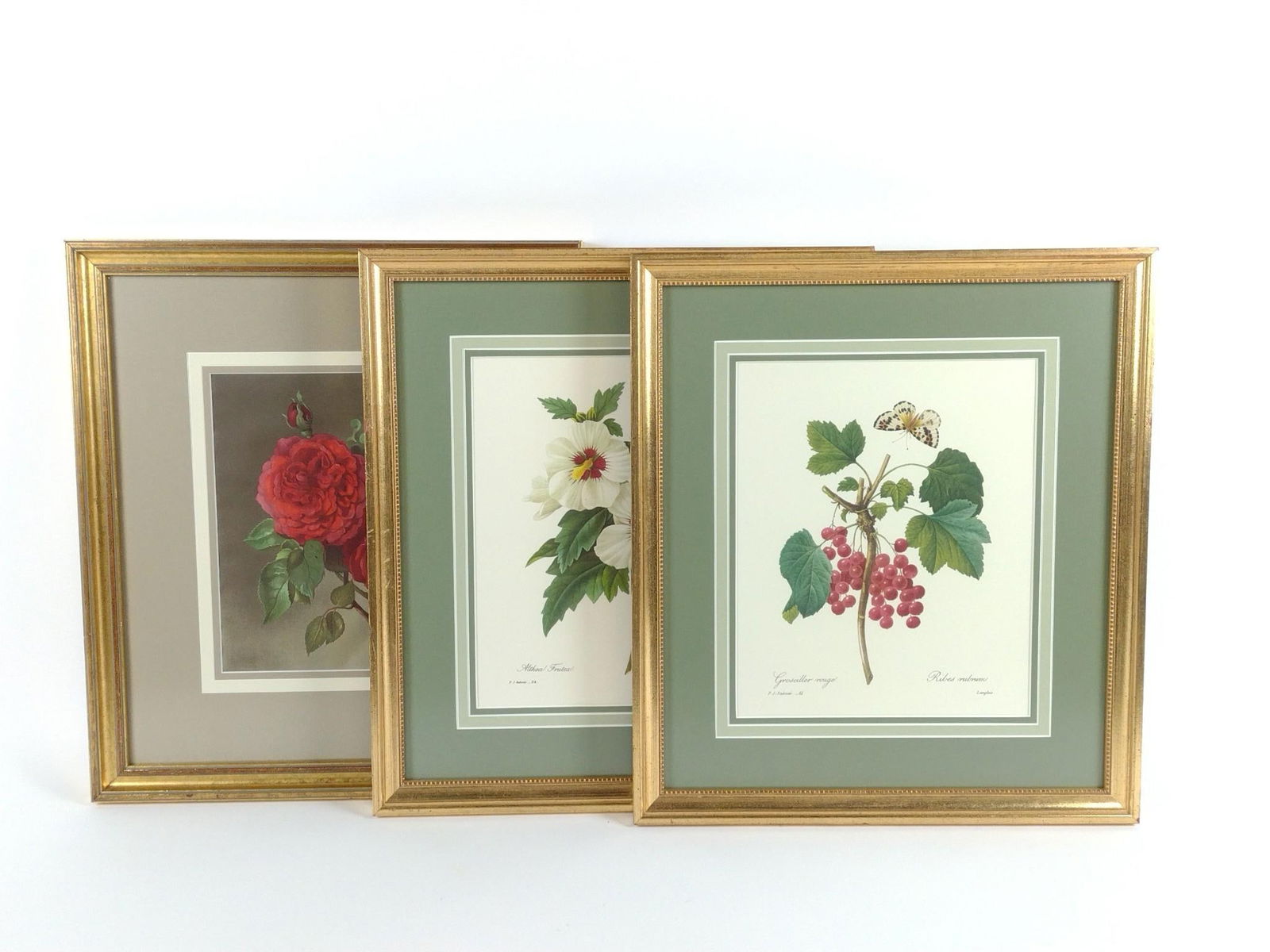 3 Floral Prints incl Island of Bourbon Rose (1 of 12)