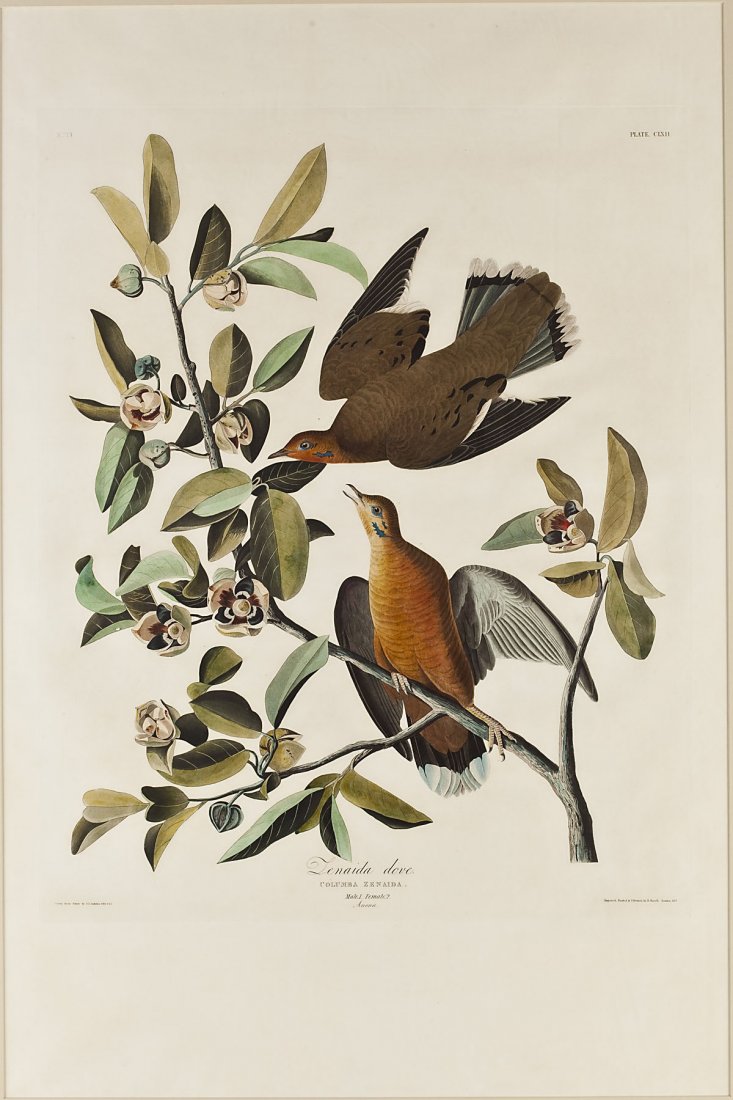 John James Audubon (American, 1785-1851): DESCRIPTION: John James Audubon (American, 1785-1851). Zenaida Dove, Plate 162 (CLXII), No. 33. 1833. Color lithograph on off-white wove J. Whatman watermarked paper. Printed and colored by R. Havell,