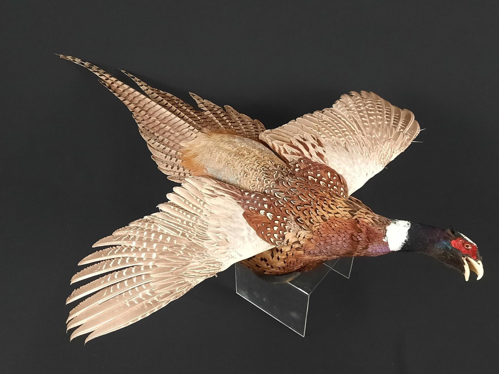 Pheasant Wall Mount (1 of 2)