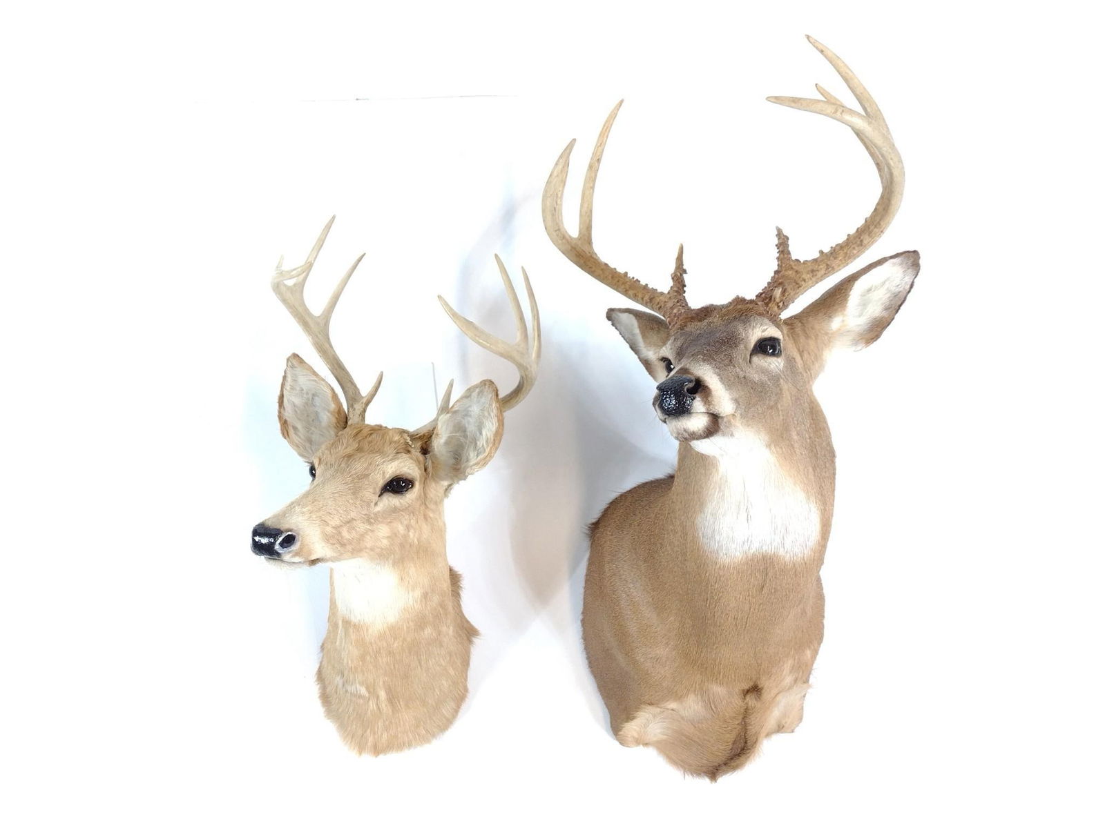 Two 8 Point White Tail Deer Mounts (1 of 3)