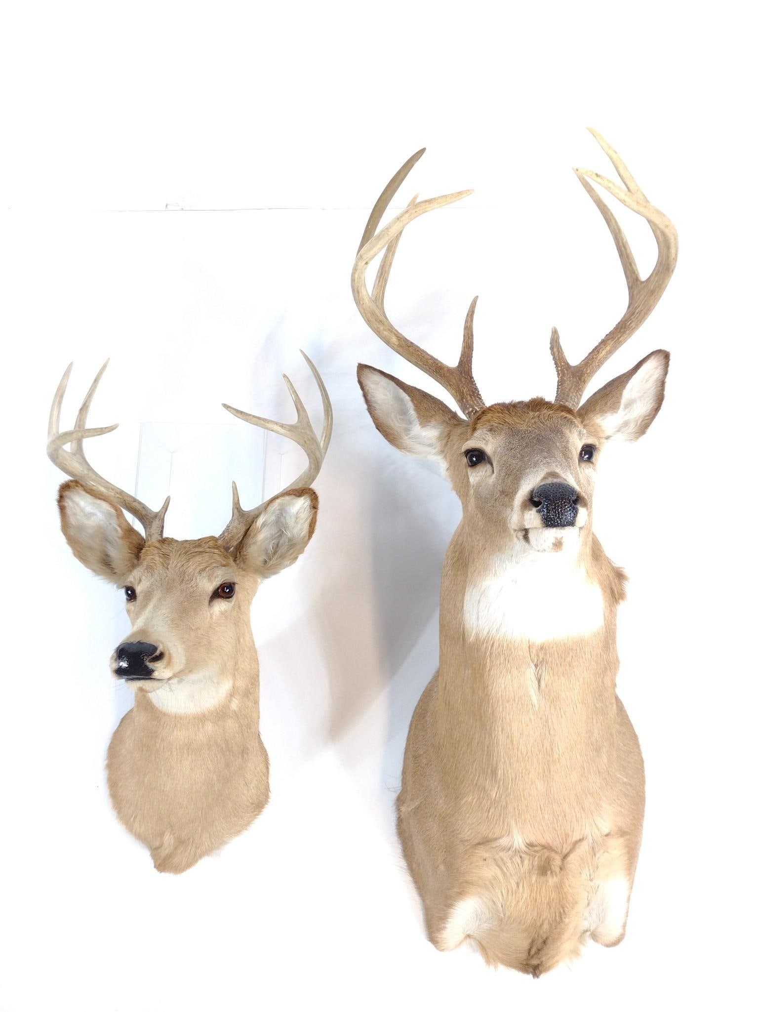 Two 8 Point White Tail Deer Mounts (1 of 3)