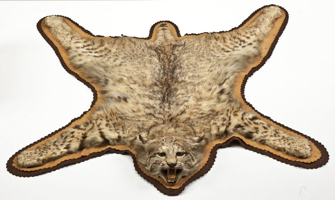 Bobcat Rug: DESCRIPTION: Full bobcat mount stretched onto two felt pads, one tan and one brown. Detailed face. MEASUREMENTS: 40" (head to tail) x 42" (front paw to front paw). CONDITION: Very Good. Two small spot