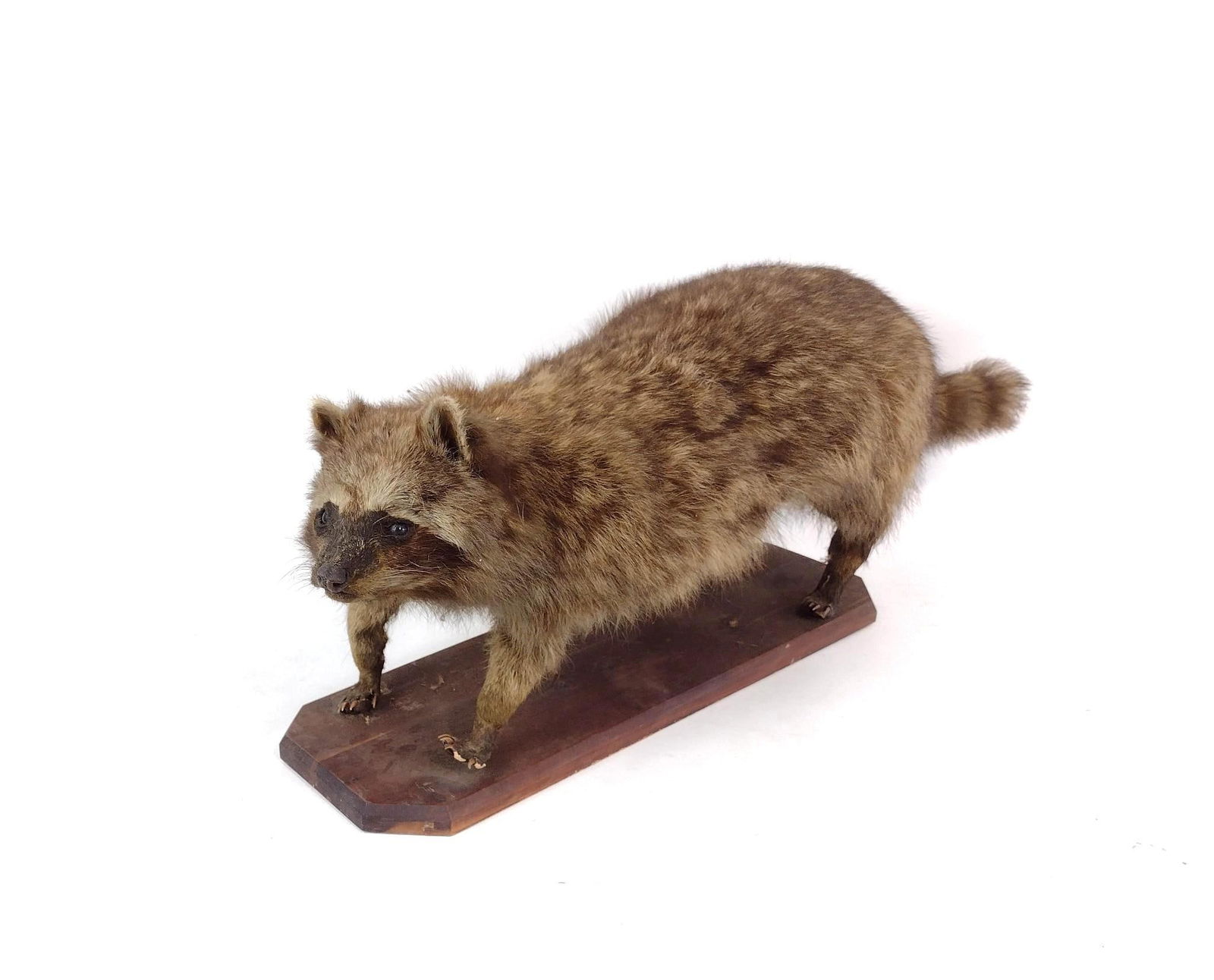 Taxidermy Raccoon (1 of 4)