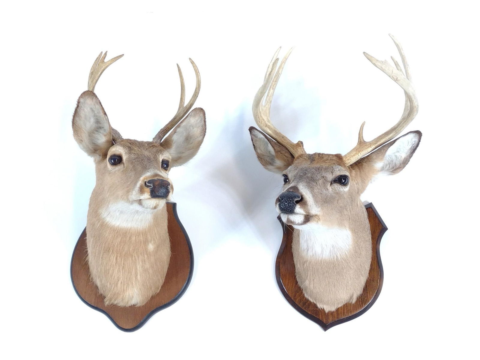 Two White Tail Deer Mounts Incl 5 point & 7 point (1 of 3)