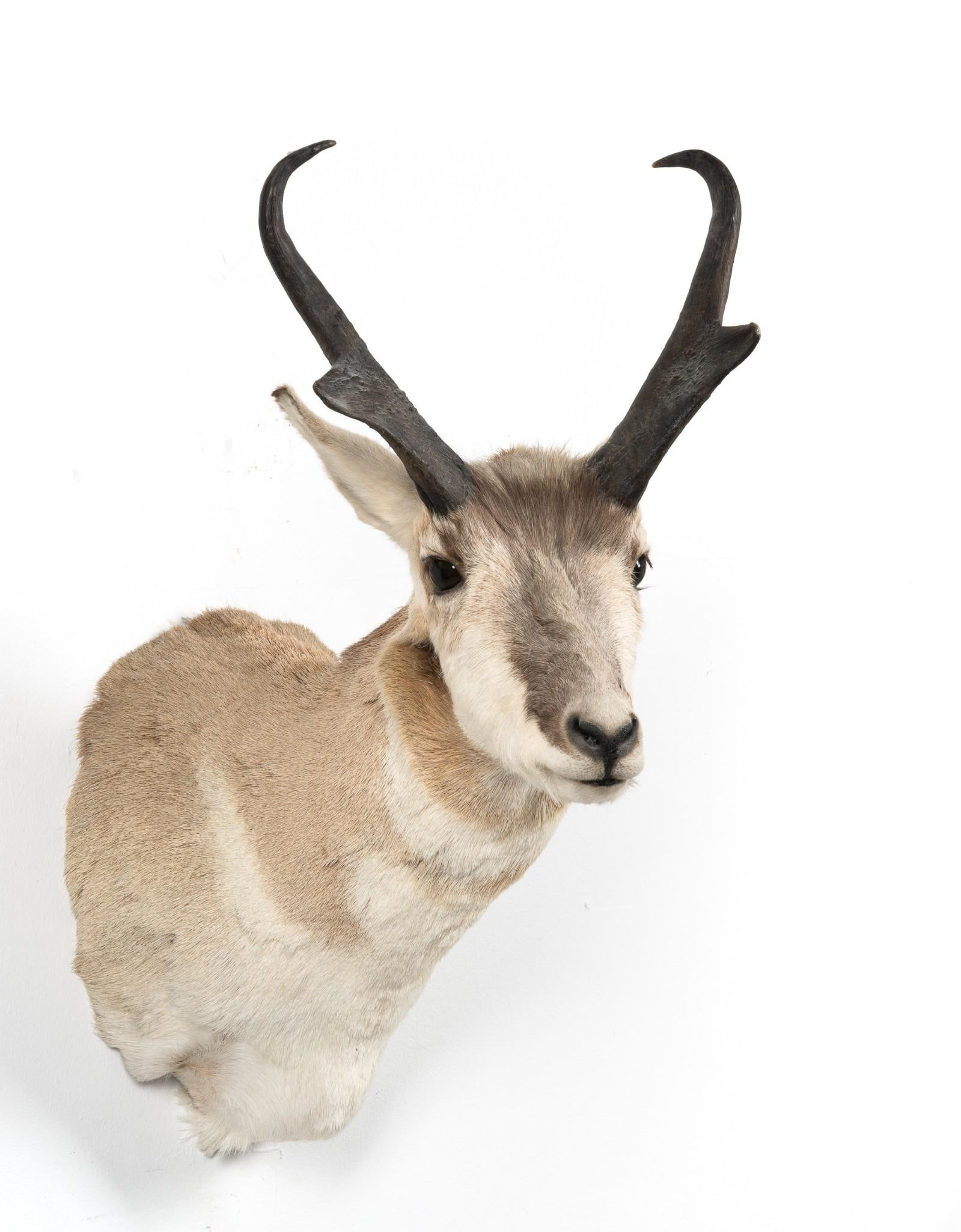 North American Prong Horn Antelope Shoulder Mount: NOT ELIGIBLE FOR IN-HOUSE SHIPPING. DESCRIPTION: Prong Horn antelope shoulder mount. MEASUREMENT: Height 28", width at neck 11", 10" horn length, horn width 13".