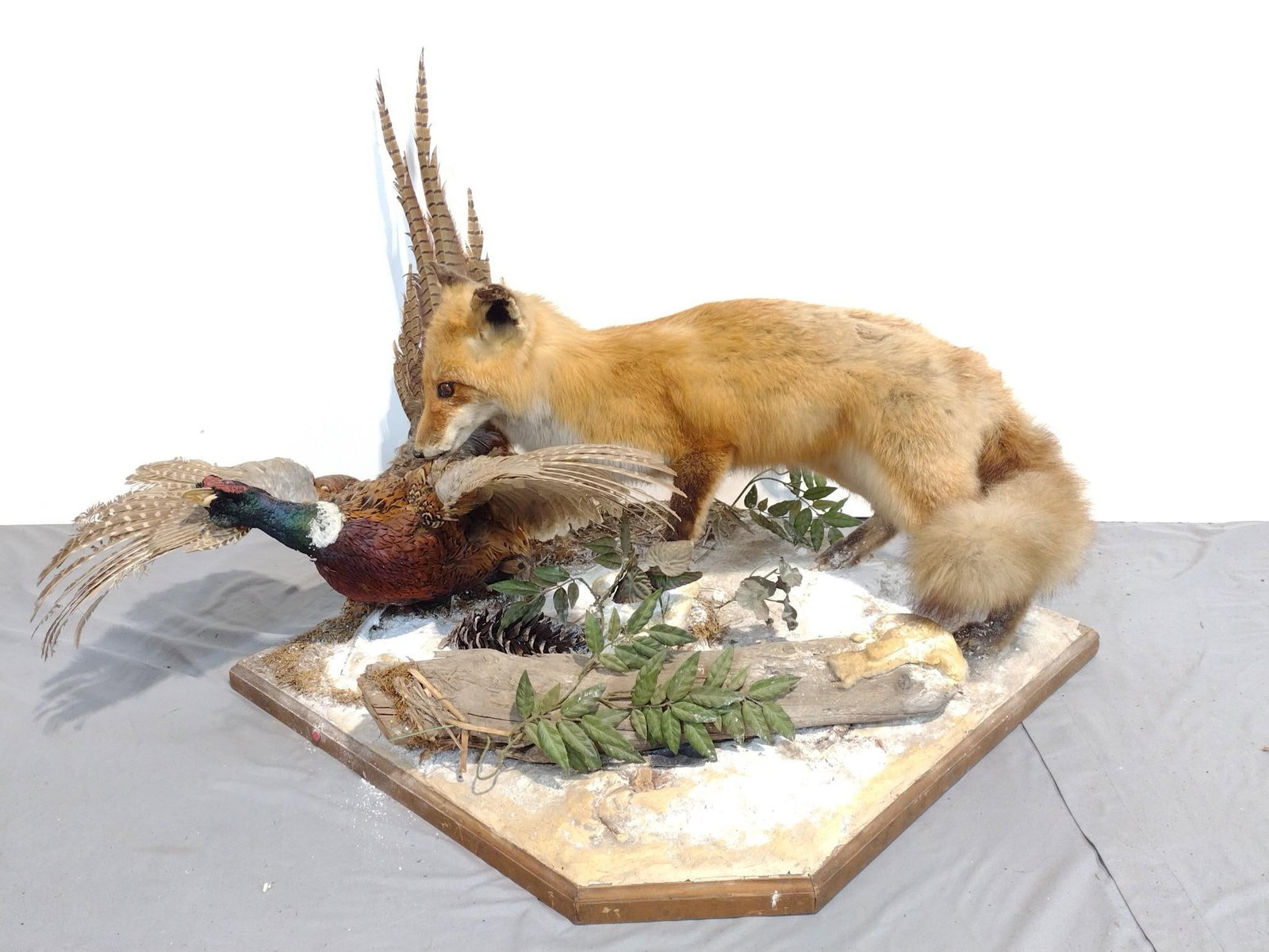 Fox and Pheasant Taxidermy: NOT ELIGIBLE FOR IN-HOUSE SHIPPING. 26" wide X 27" deep X 17" high. PROVENANCE: This lot was consigned by the former Double Eagle Antiques on North Second Street in Harrisburg, PA.