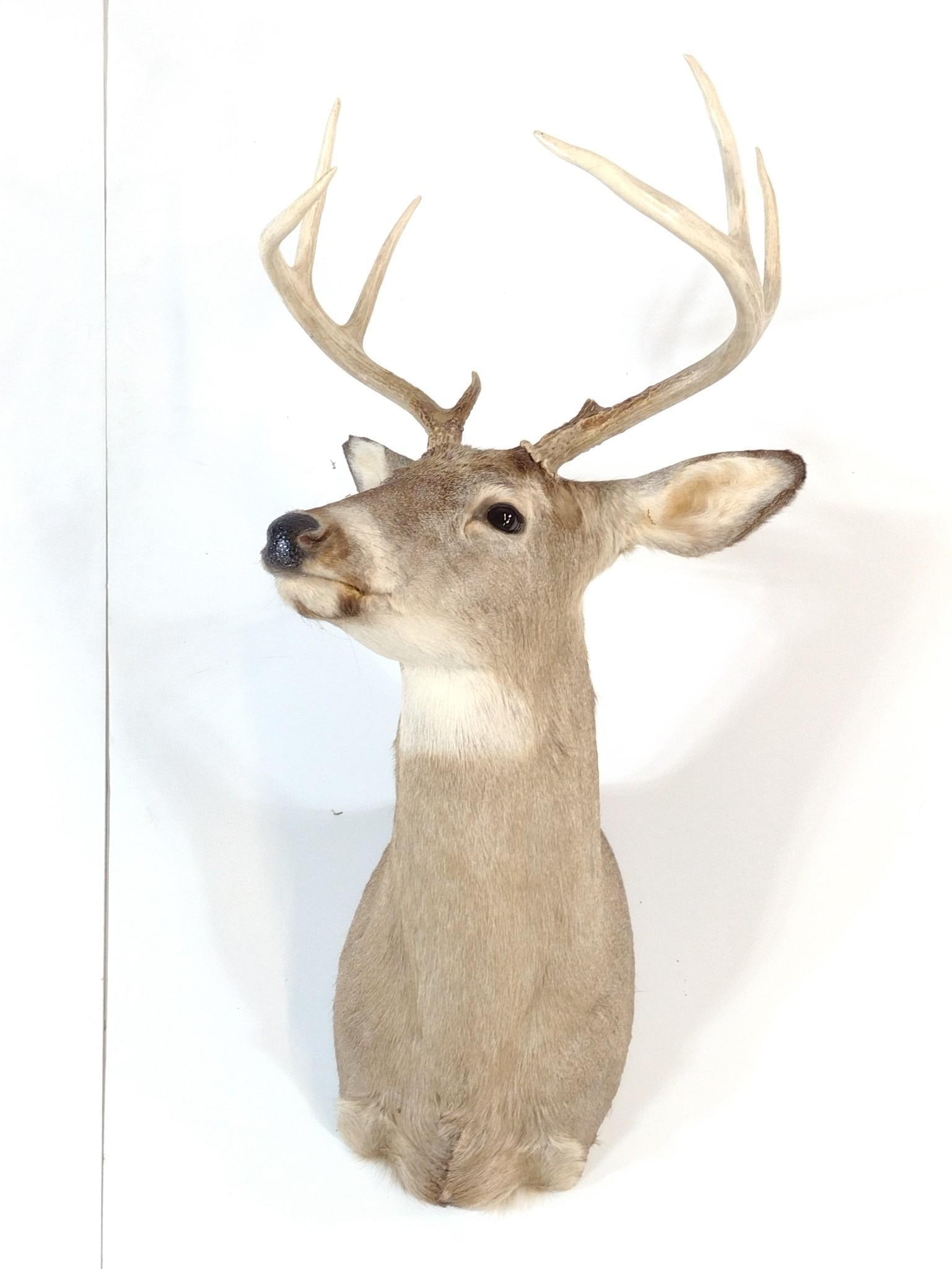 White Tail Deer Mount: NOT ELIGIBLE FOR IN-HOUSE SHIPPING. 19" wide X 23" deep X 37" high.