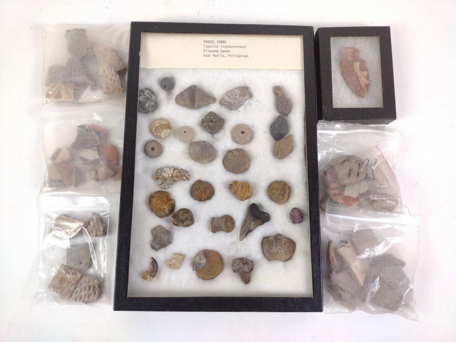 Large Grouping of Arrowheads and Fossils: Ricker box of fossils: 8-1/4" x 12-1/4".