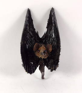 Taxidermy Bat: Various materials used to overlay bat. Overall: 3-3/4" wide x 3-1/4" deep x 8" high.