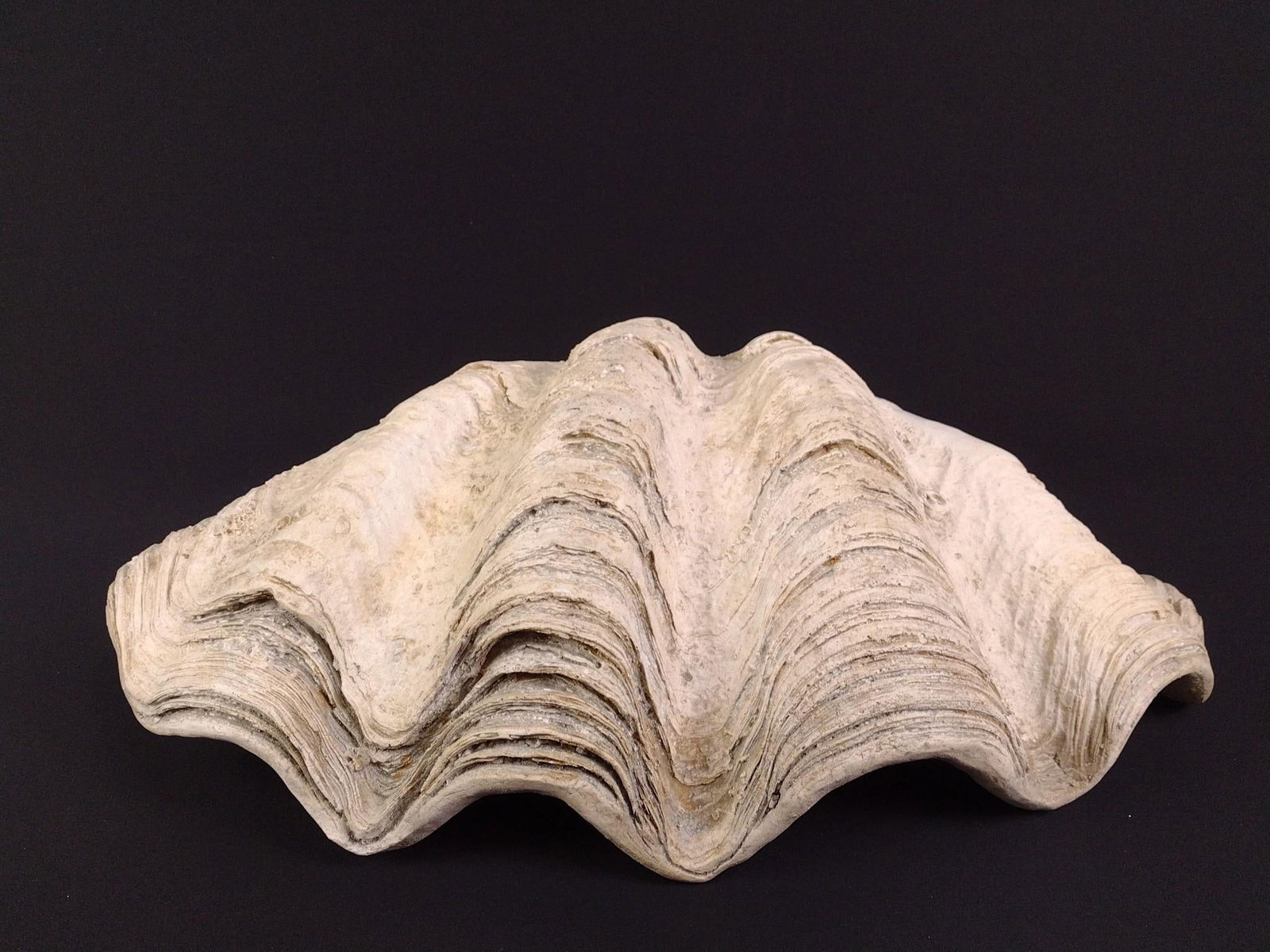 Giant Clam Shell Replica (1 of 4)