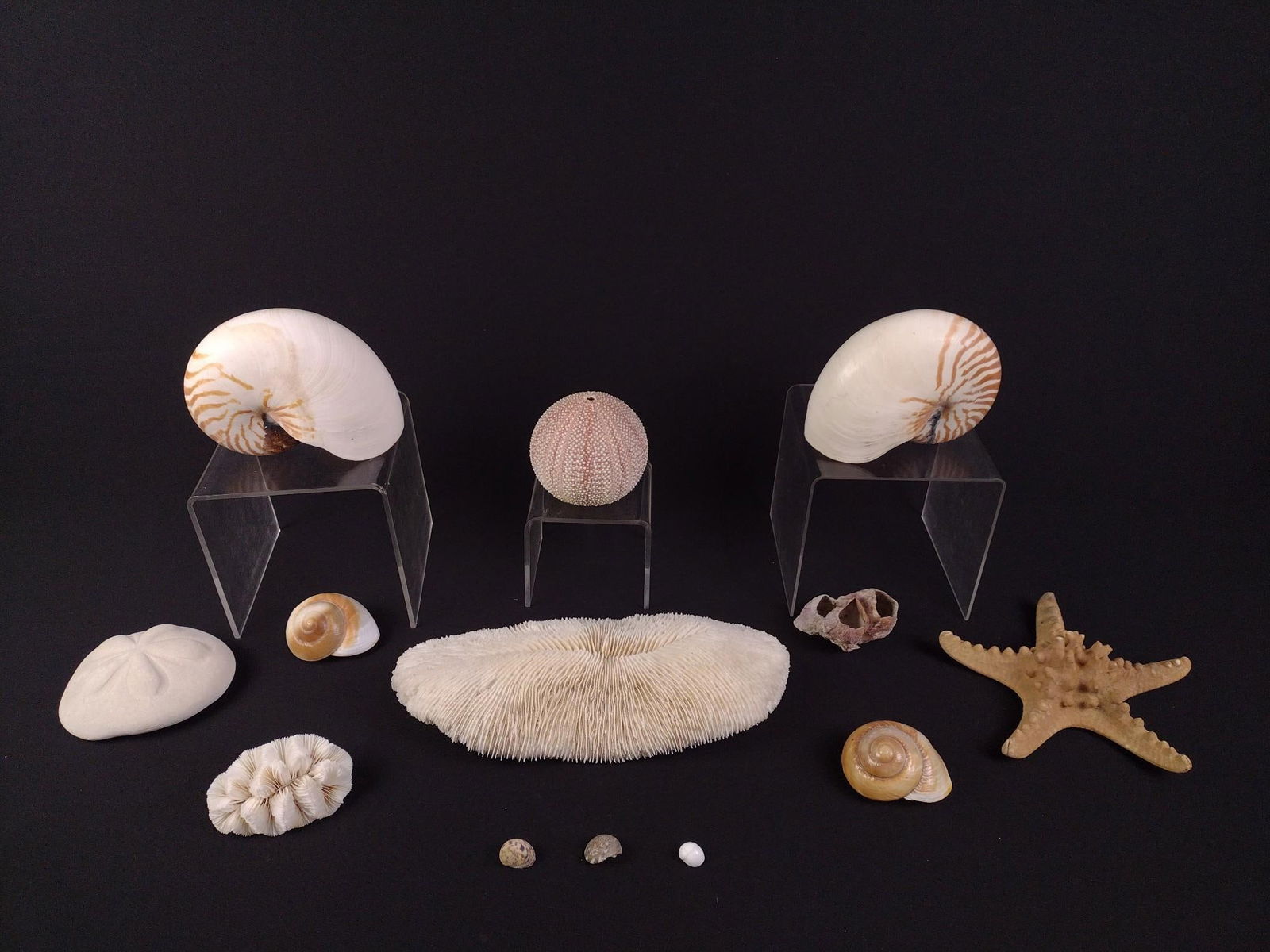 13 Seashells incl Nautilus Shells (1 of 8)