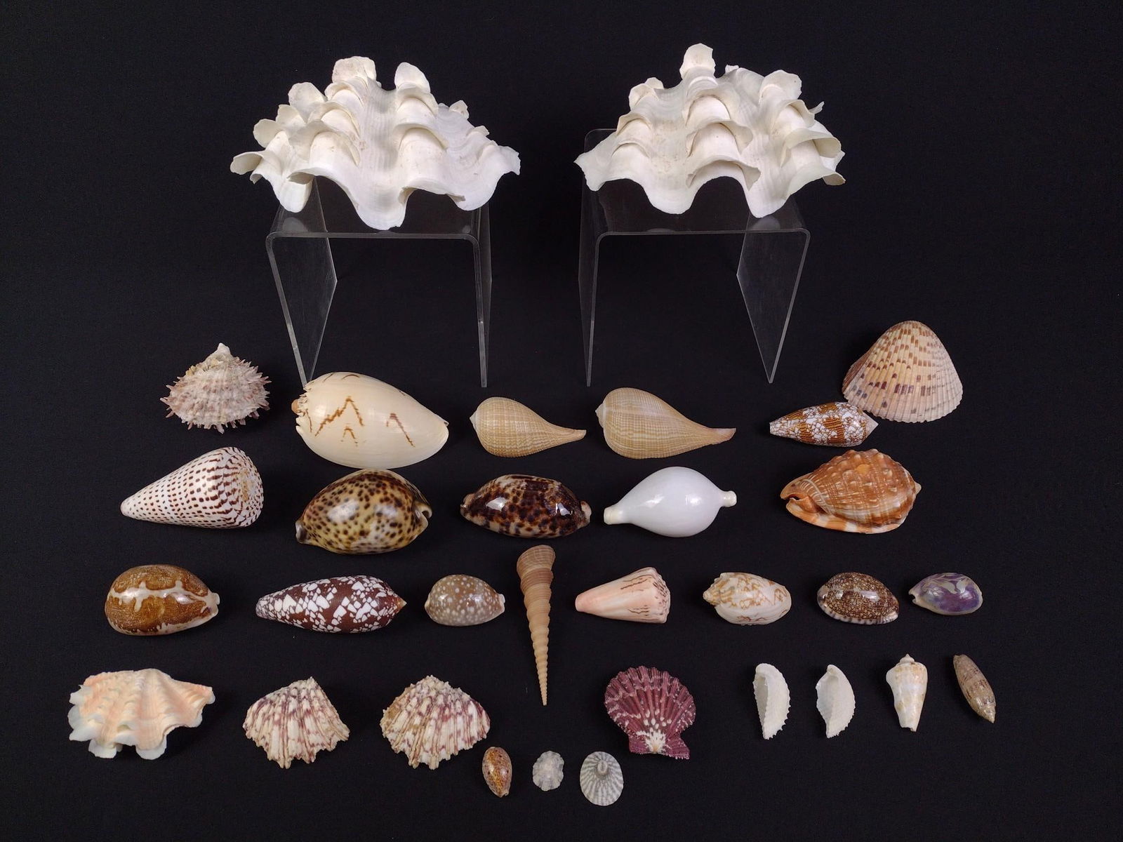 30 Seashells incl Fluted Clam Shell (1 of 5)