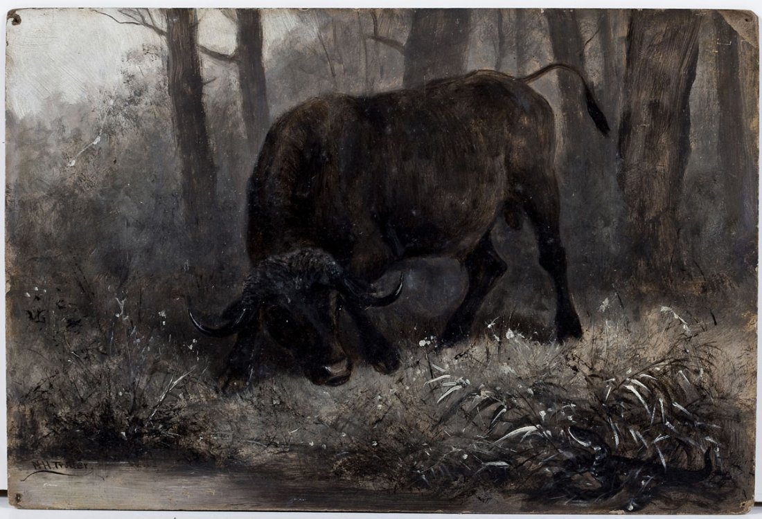 Newbold Hough Trotter (American, 1827-1898): DESCRIPTION: Newbold Hough Trotter (American, 1827-1898). Cape Buffalo. 1895. Oil on F. Weber & Co.'s Academy board. Signed, lower left. Titled, dated, and inscribed, verso. Born in Philadelphia, Trot
