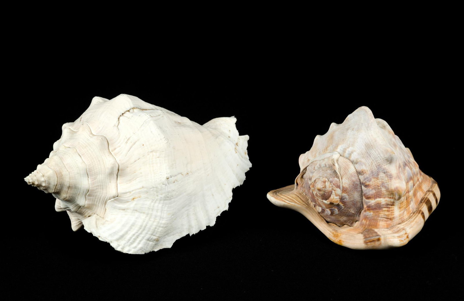 2 Conch Shells (1 of 3)