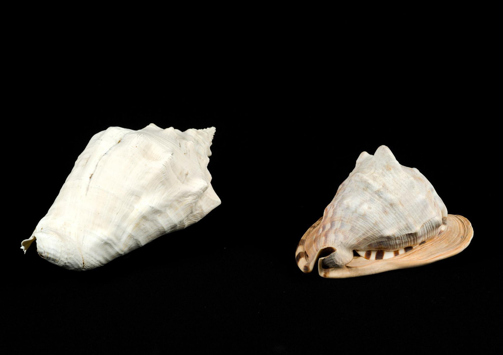 2 Conch Shells - 2