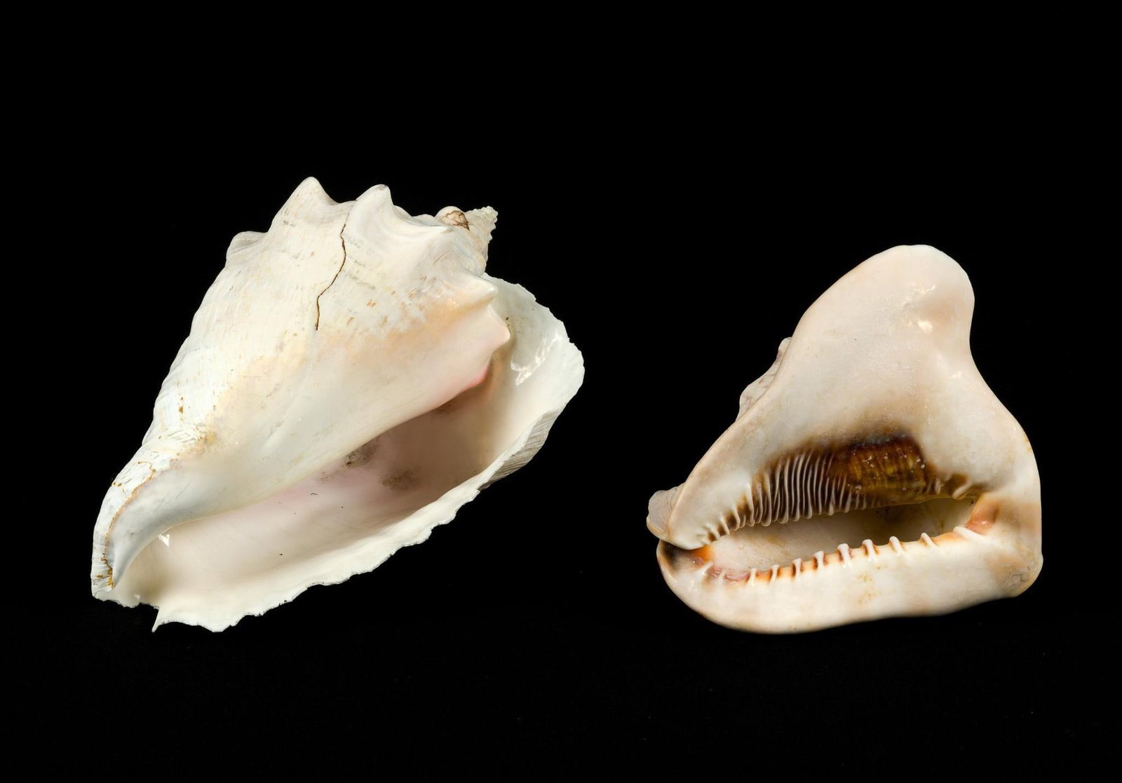2 Conch Shells - 3