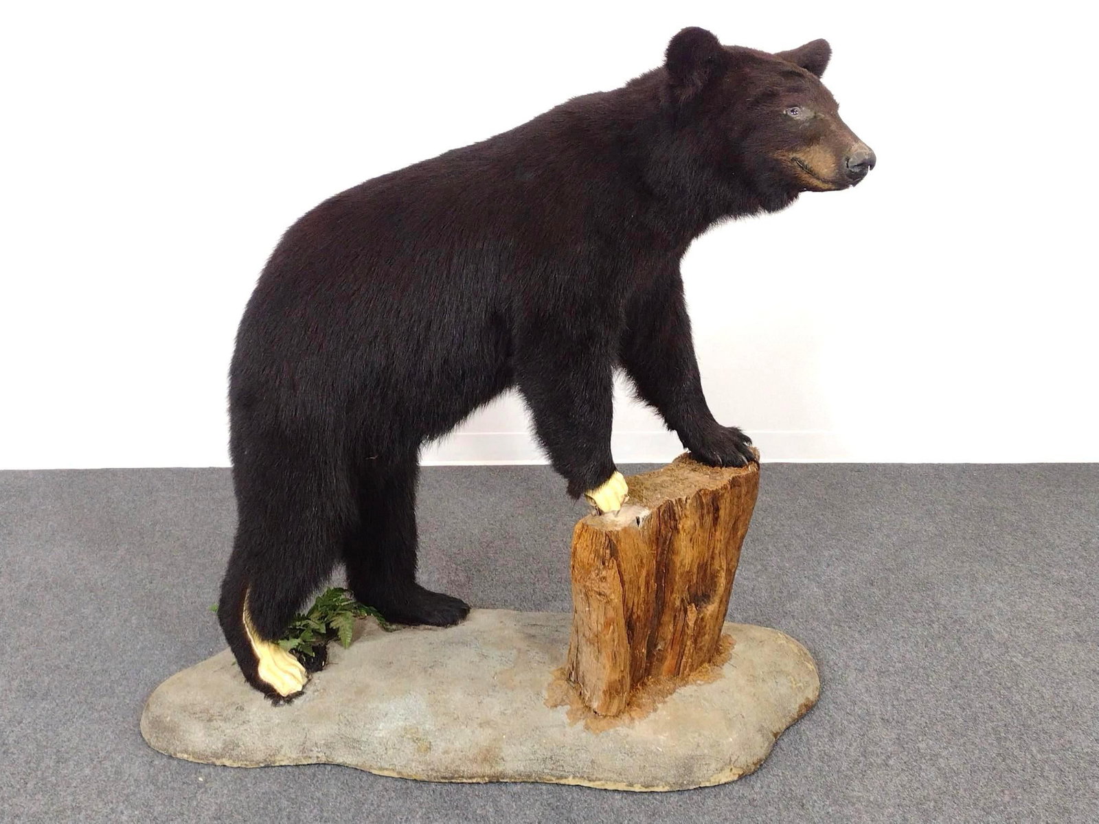 Full Black Bear Mount: 52" wide X 21" deep X 50-1/2" high. Has losses to two feet.