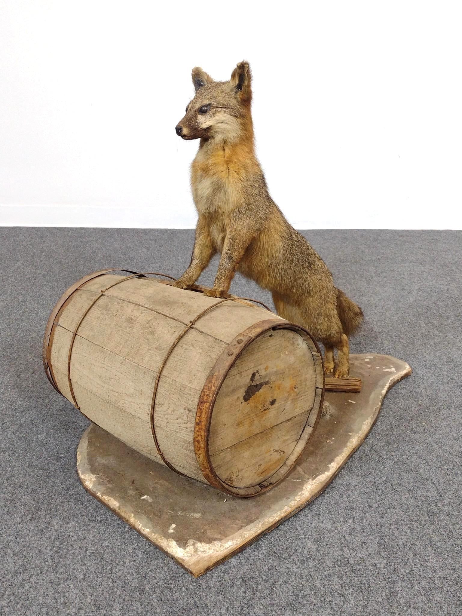 Full Fox Mount: Overall with base 20-1/2" wide X 35" deep X 29" high. Has signs of wear.
