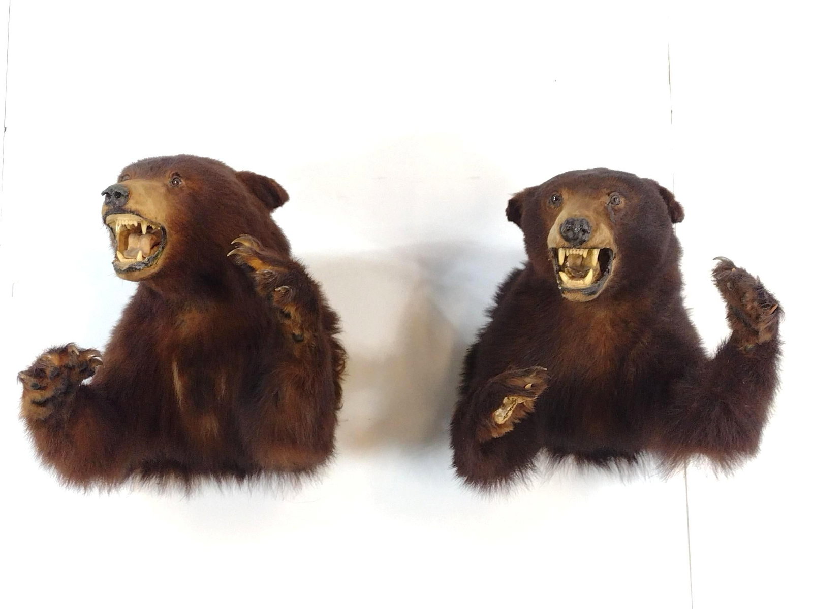 Two Bear Shoulder Mounts: 17" wide X 20-1/2" to 21-1/2" deep X 18" high. One missing part of paw.