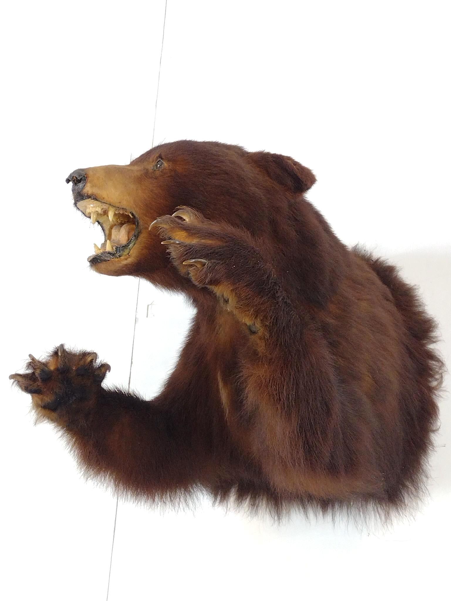 Two Bear Shoulder Mounts - 2