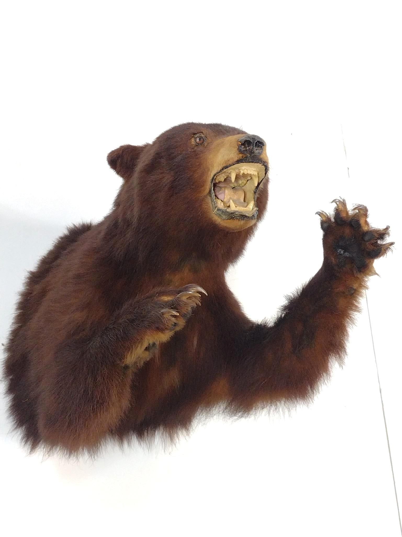 Two Bear Shoulder Mounts - 3