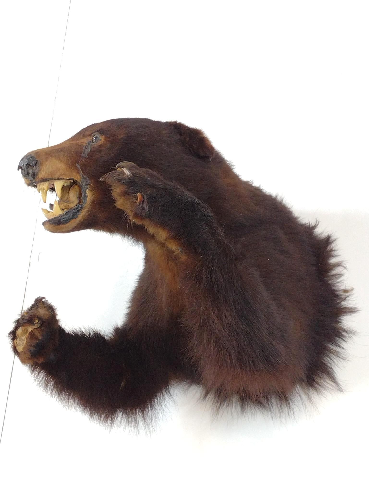 Two Bear Shoulder Mounts - 4