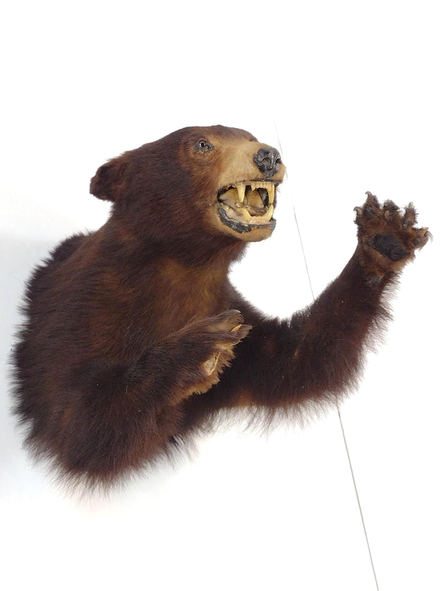 Two Bear Shoulder Mounts - 5