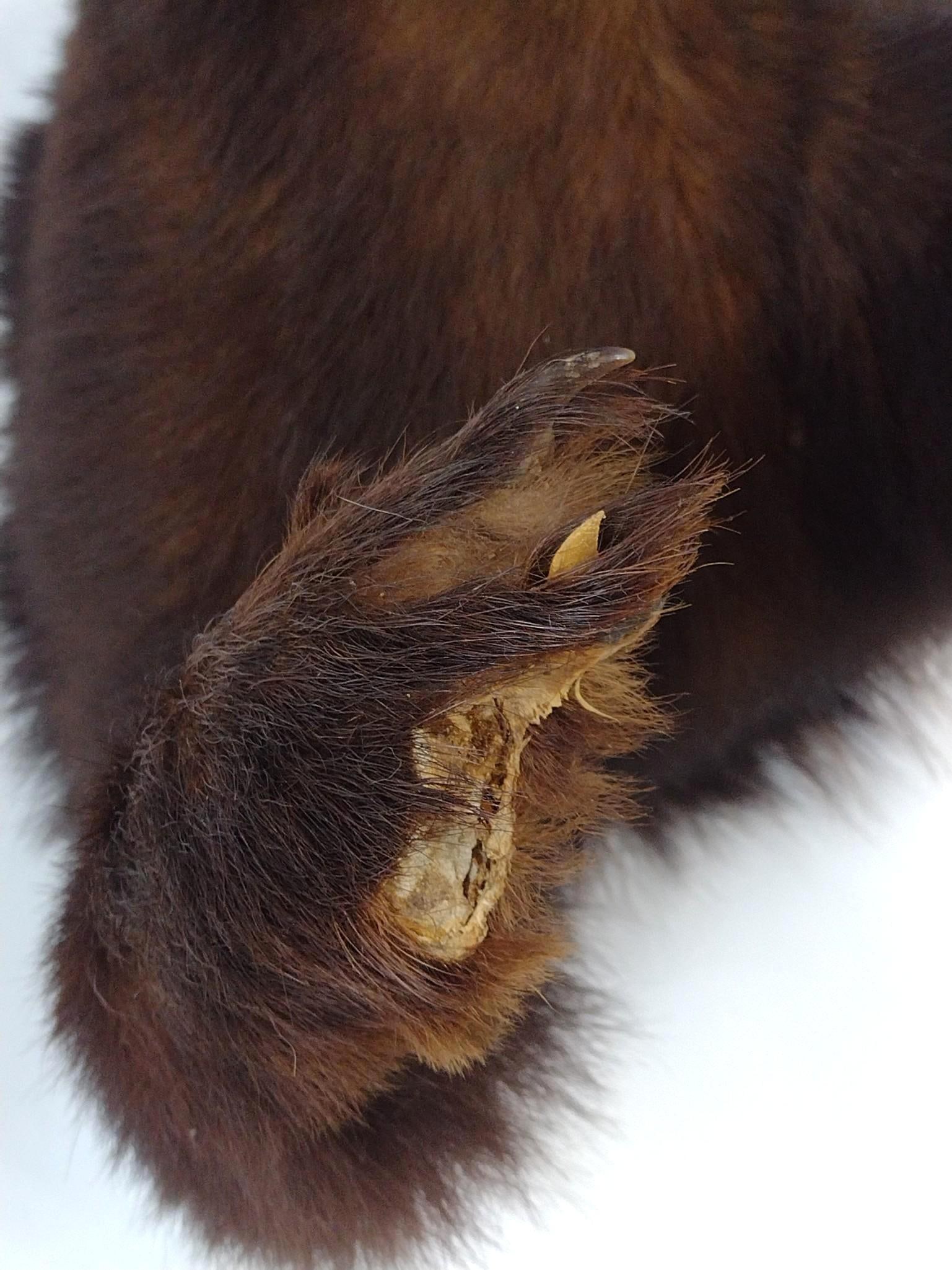 Two Bear Shoulder Mounts - 6