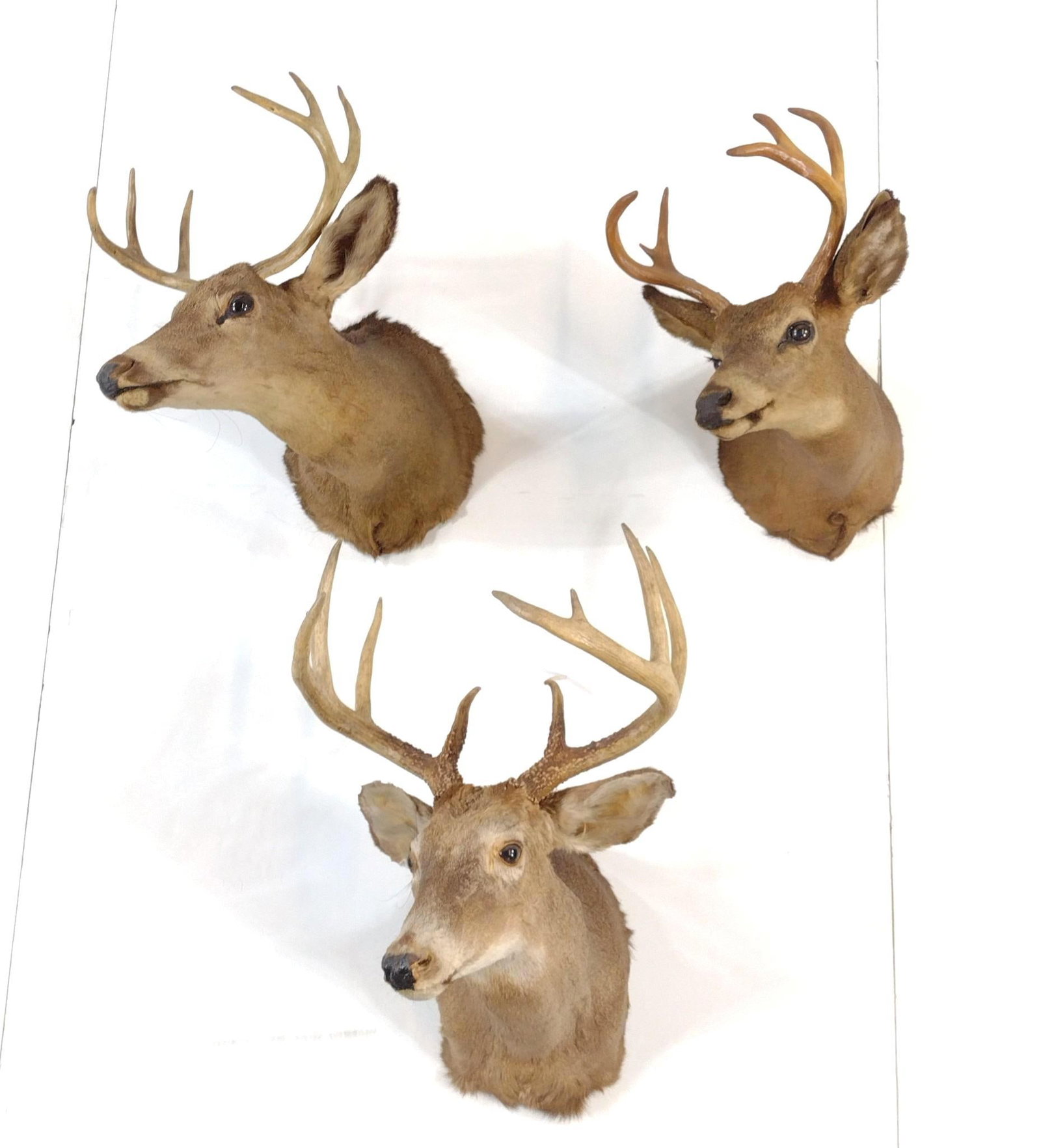 3 Deer Mounts: Base 9-1/2" to 10" wide. Rack 12" to 18" wide.