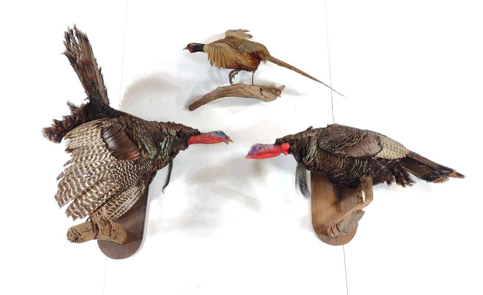 3 Bird Mounts Incl. Turkey & Pheasant: Turkey 35" to 43" wide X 22" to 24" deep X 20" to 41" high. Pheasant 34" to 27-1/2" deep X 14-1/2" high.