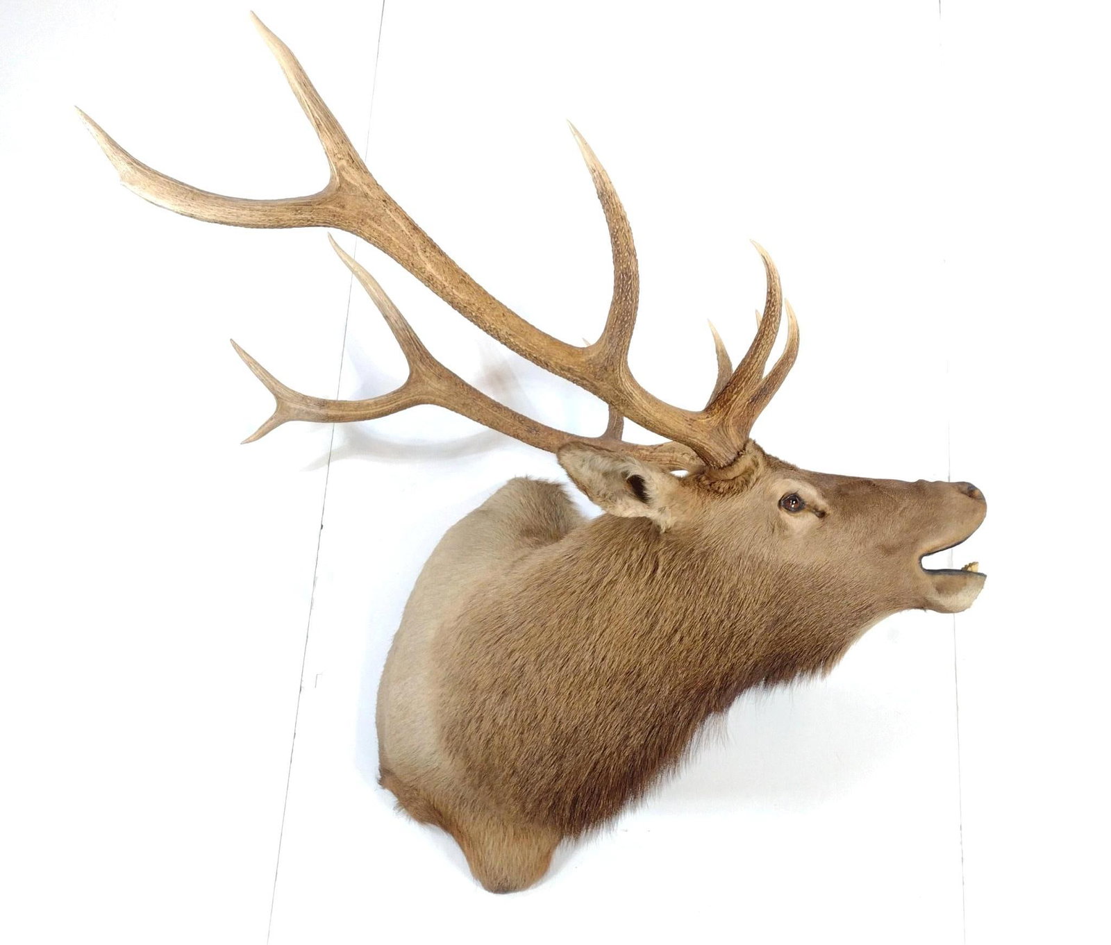 Elk Mount: Base 22" wide. Rack 36" wide. Missing tongue.