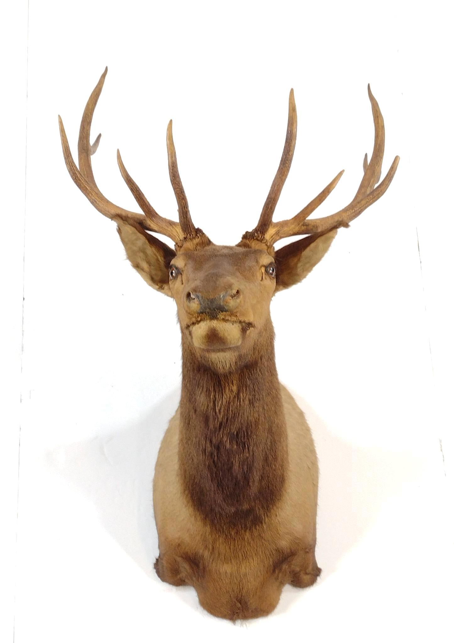 Elk Mount (1 of 3)