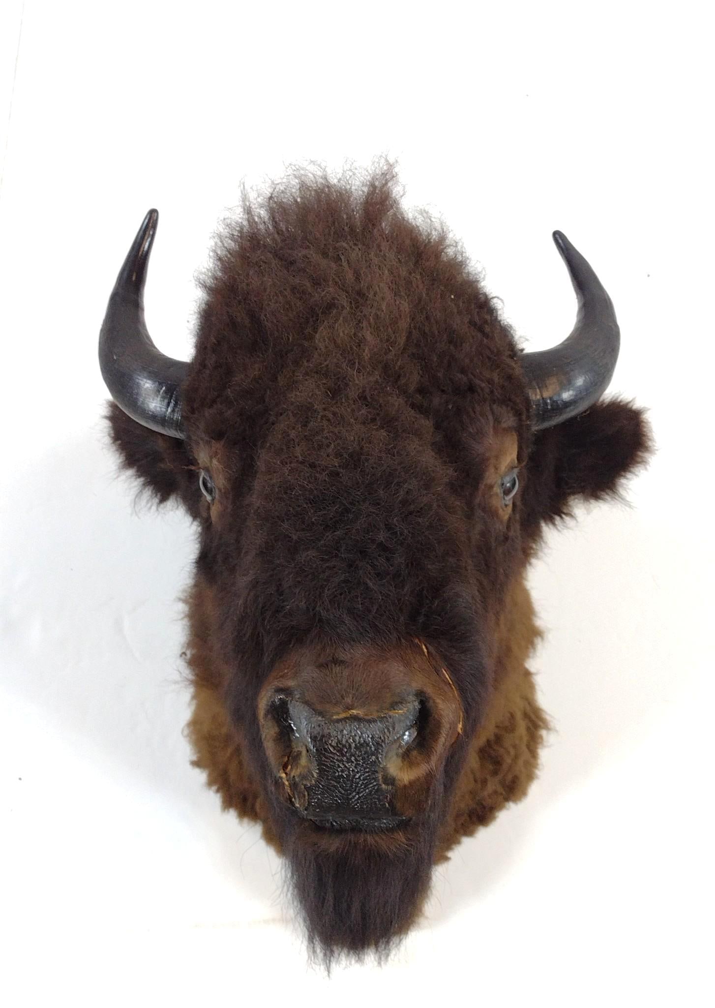 Bison Mount (1 of 5)