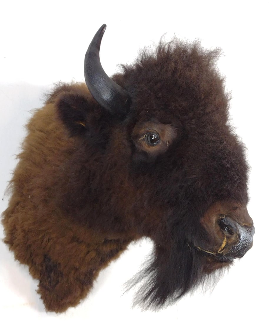 Bison Mount - 2