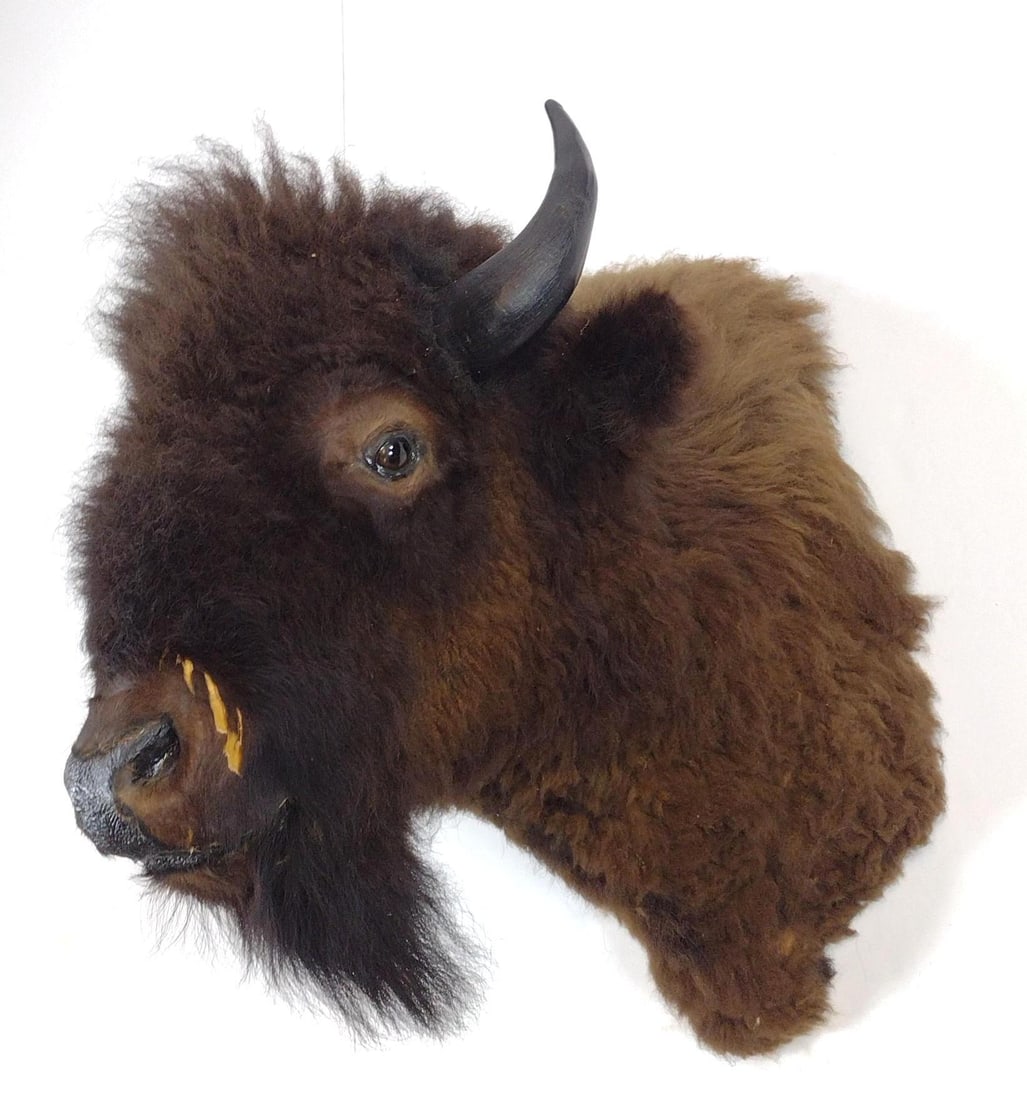 Bison Mount - 3