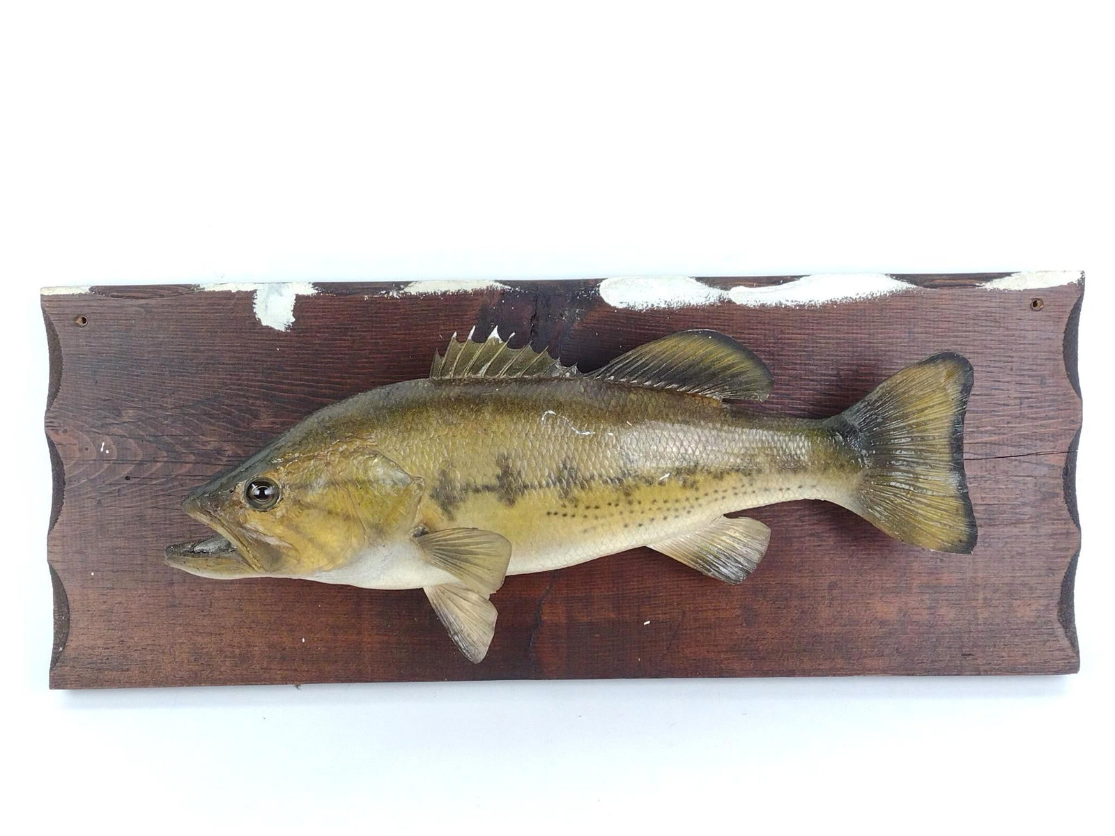 Bass Mount: Fish 17" long. Overall 24" wide X 5" deep X 9-1/2" high. Frame and fish has white paint.