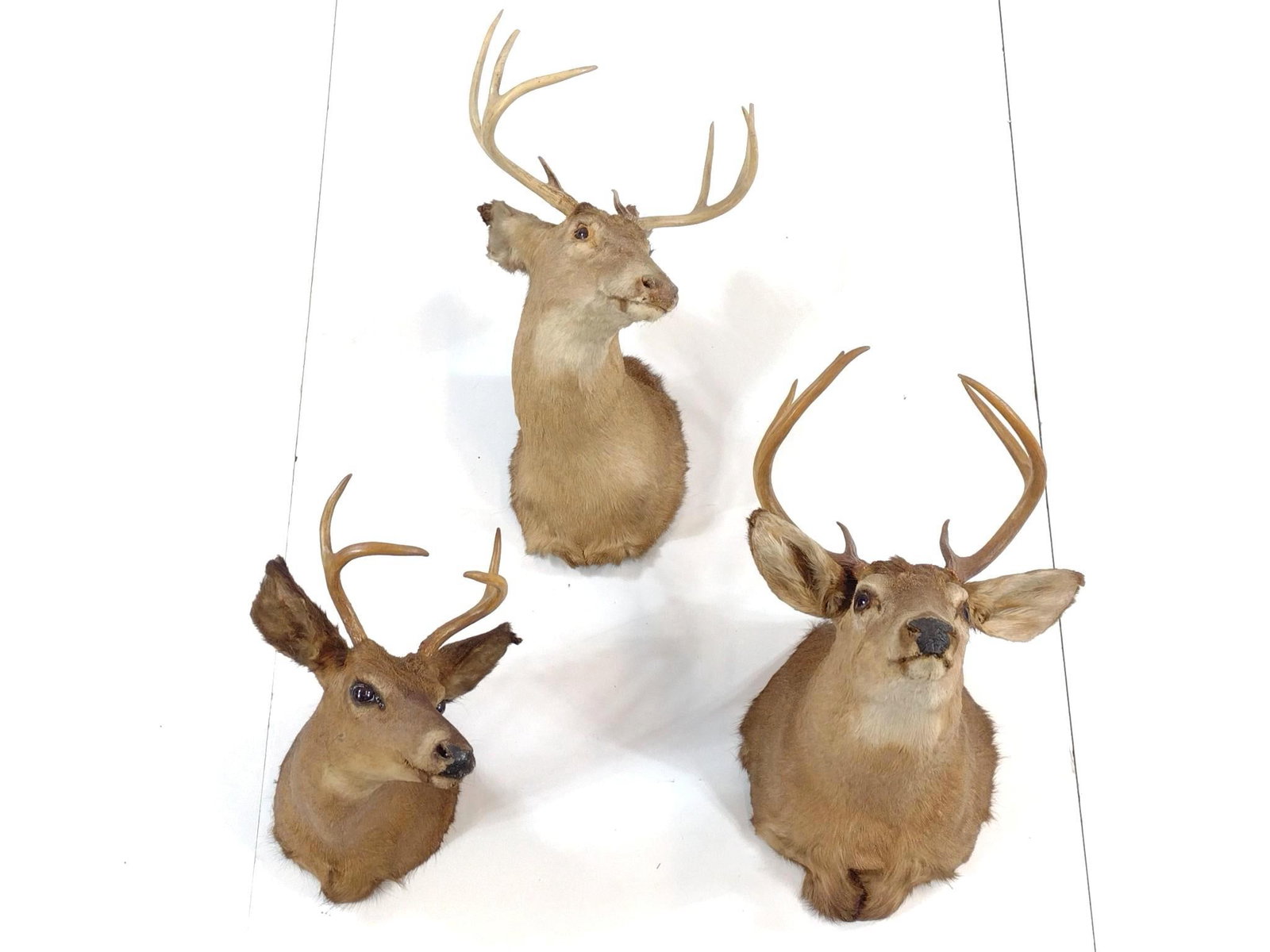 3 Deer Mounts (1 of 7)