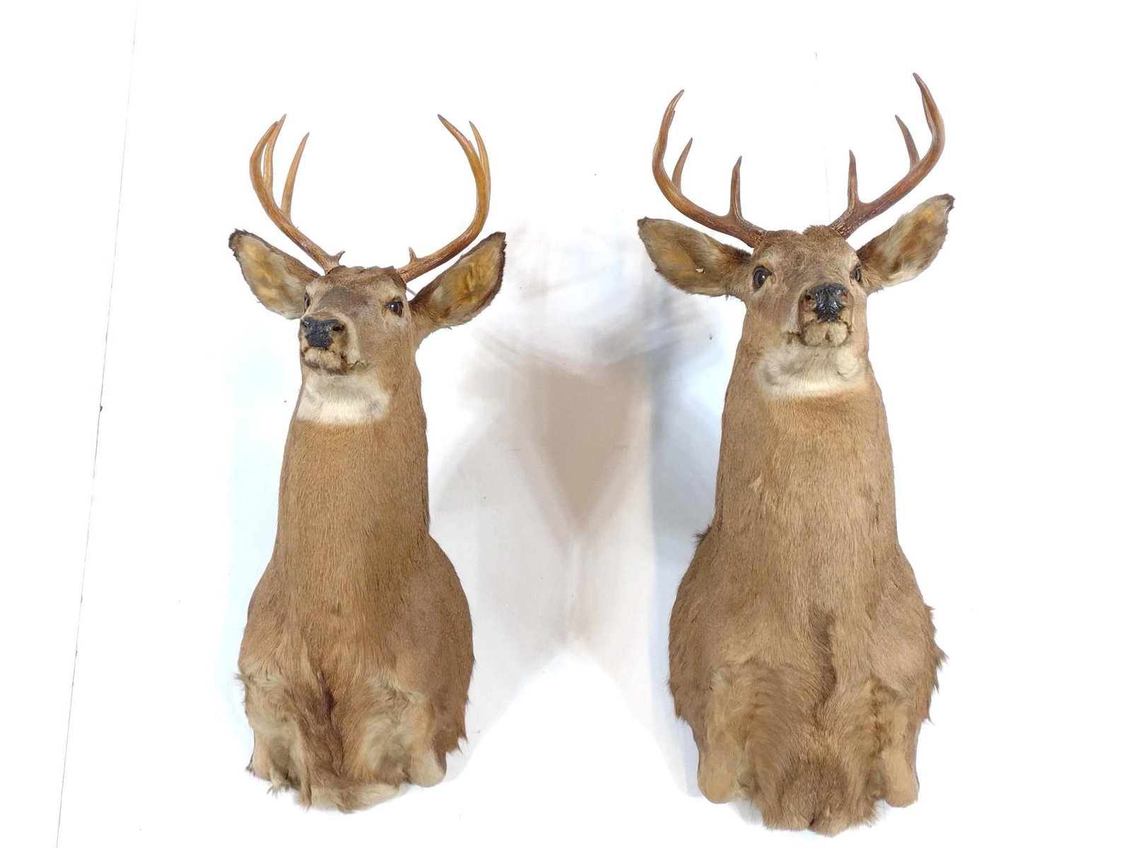 2 Deer Mounts (1 of 5)