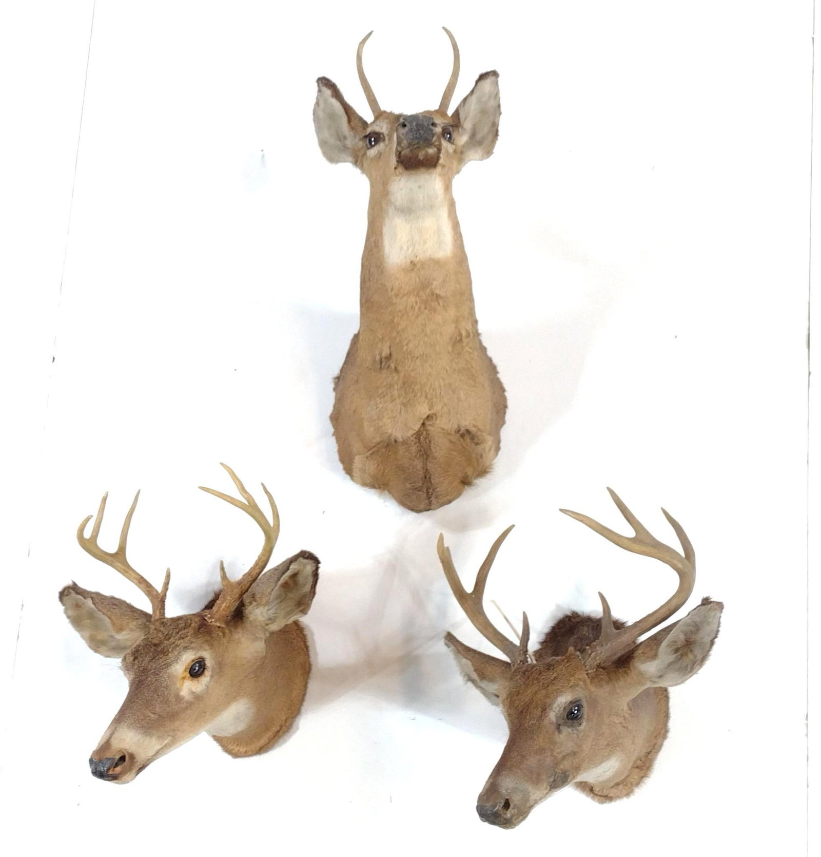 3 Deer Mounts (1 of 7)