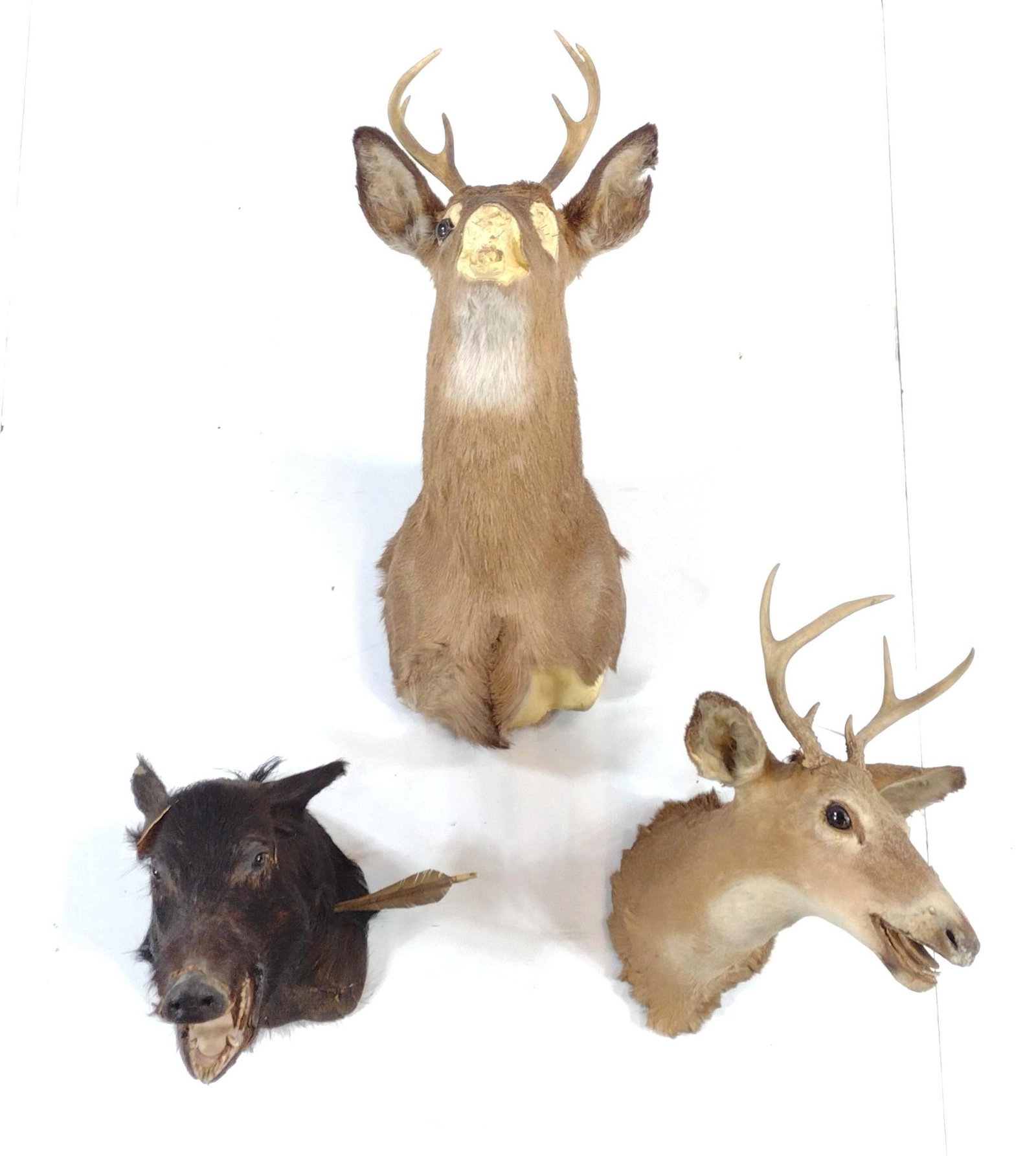 3 Mounts Incl Wild Boar: Also includes deer. All have damage. Bases 6" to 11" wide.