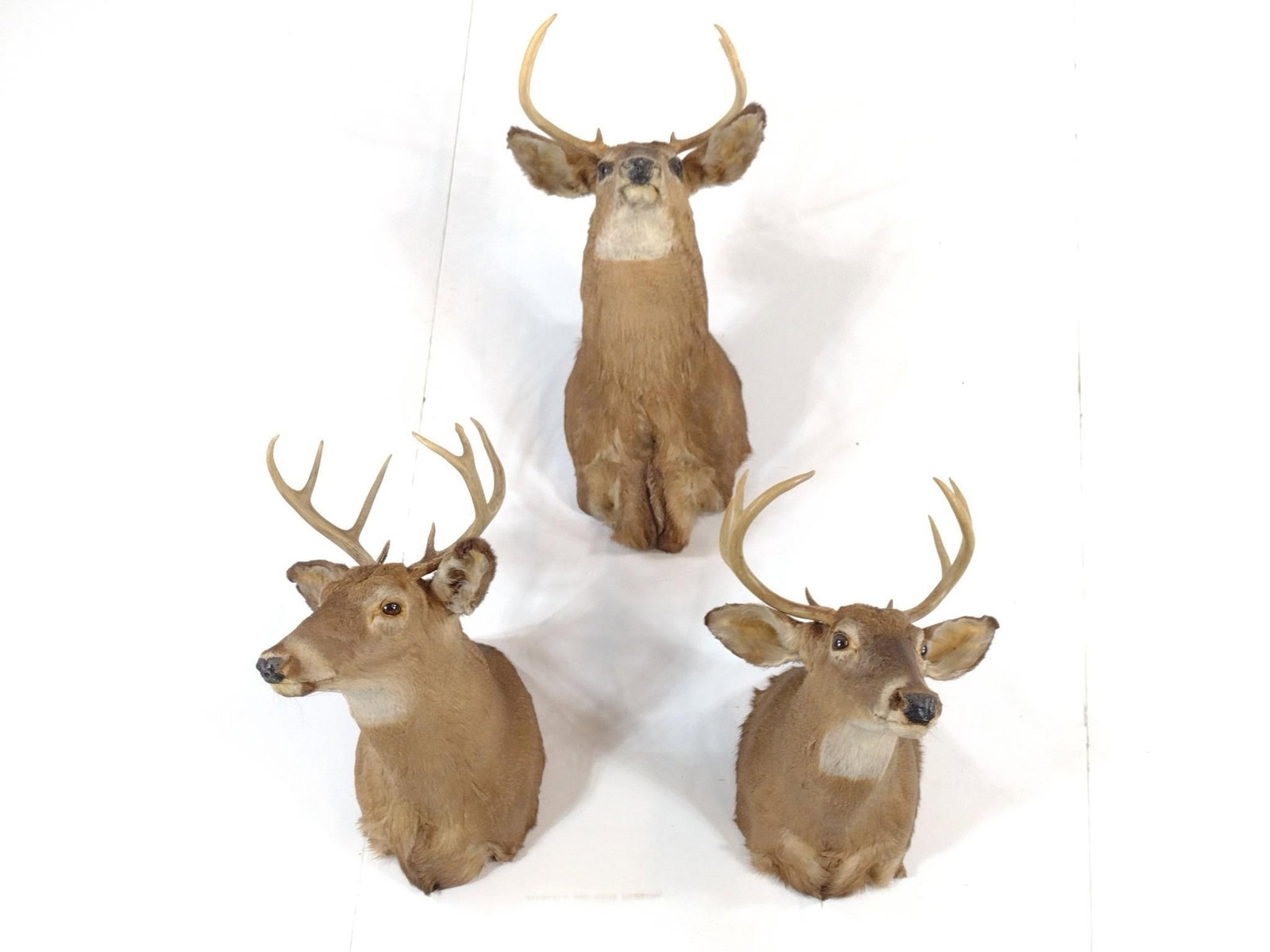 3 Deer Mounts (1 of 7)