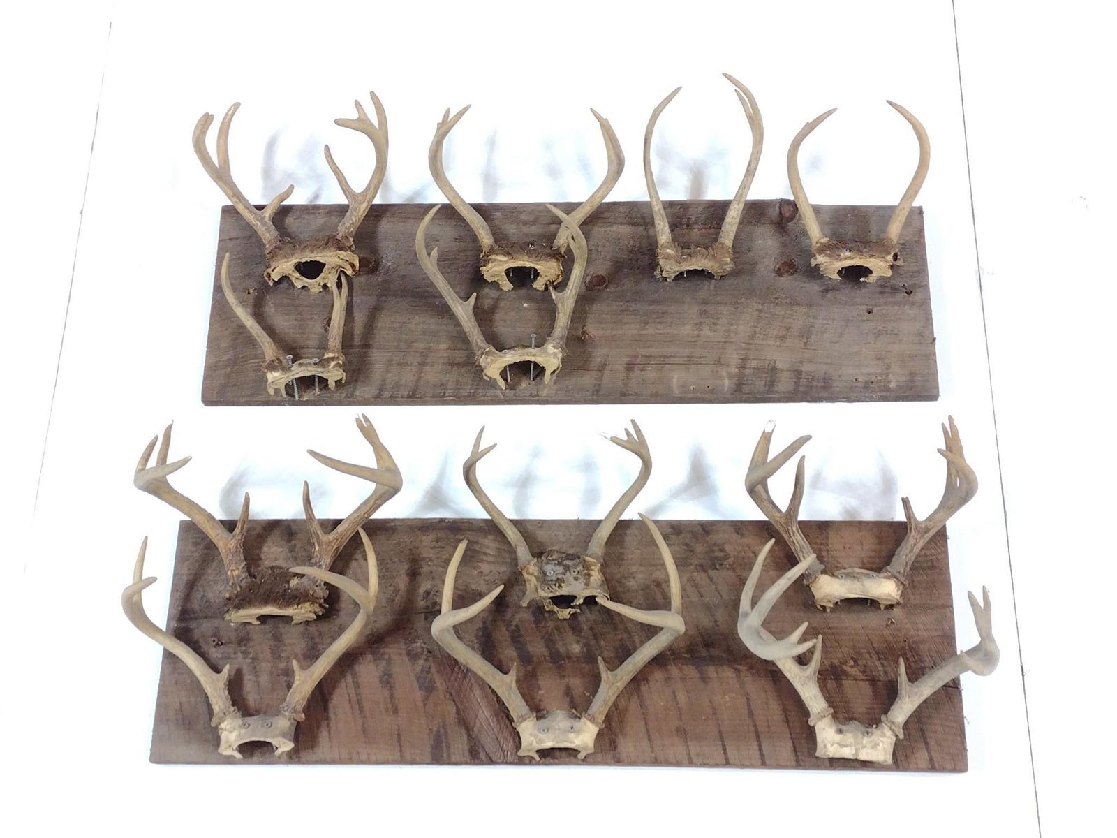 Two Antler Displays: Each 37-1/2" wide X 10" deep X 17" high. Some antlers have losses.
